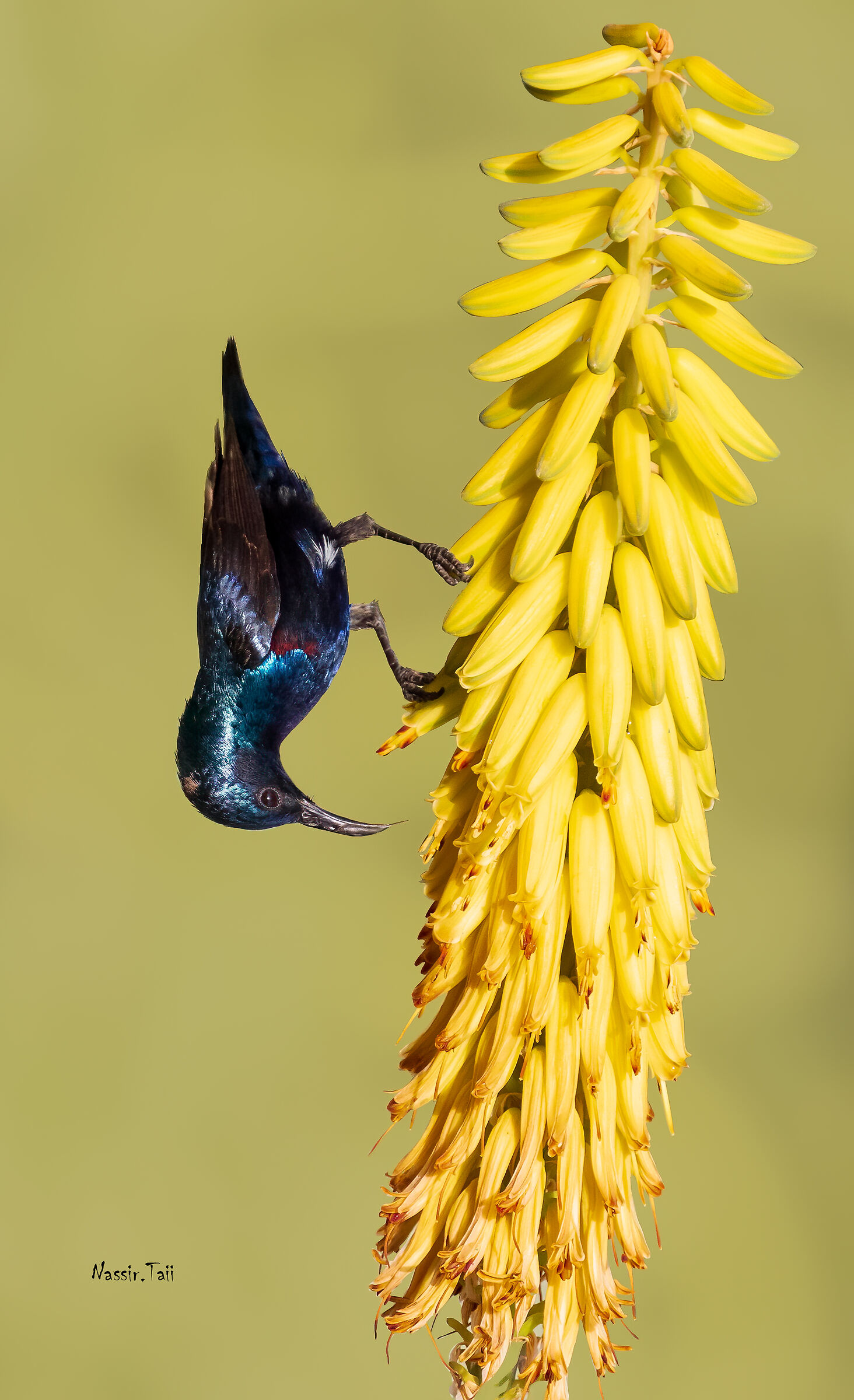Purplesunbird