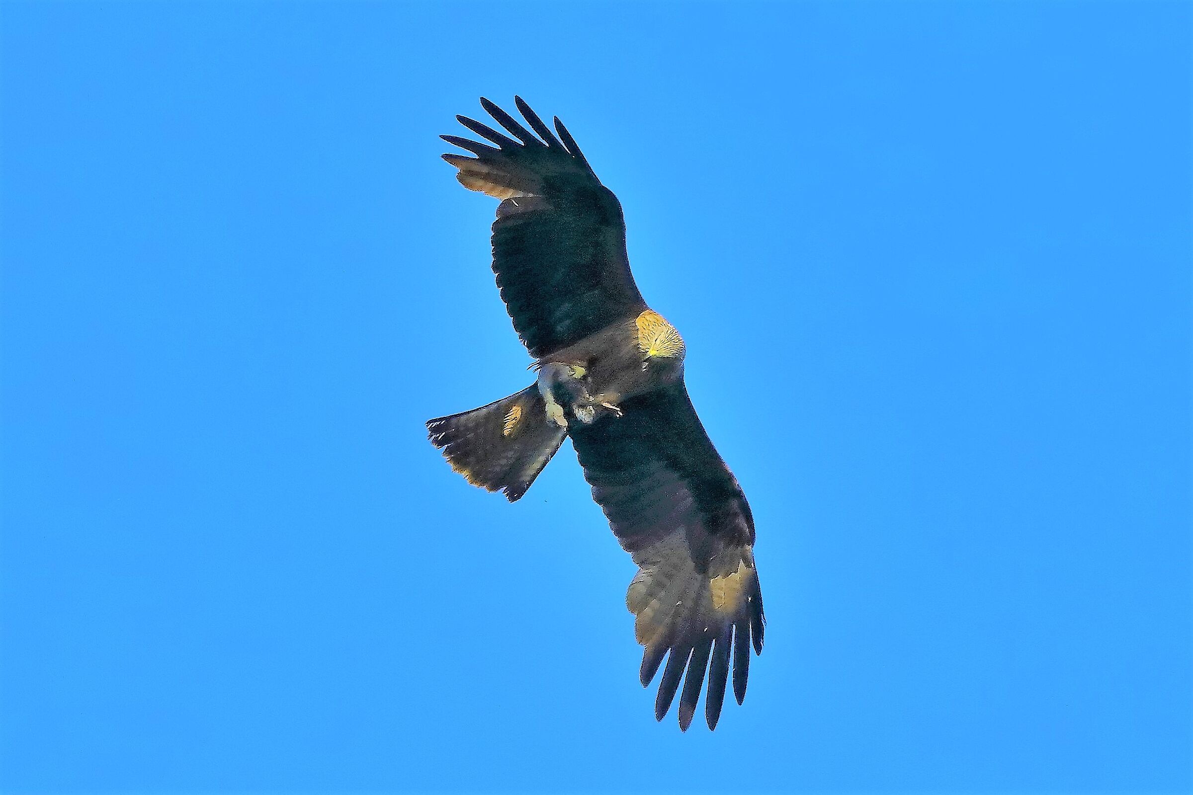 Nibbio bruno 06-06-2022