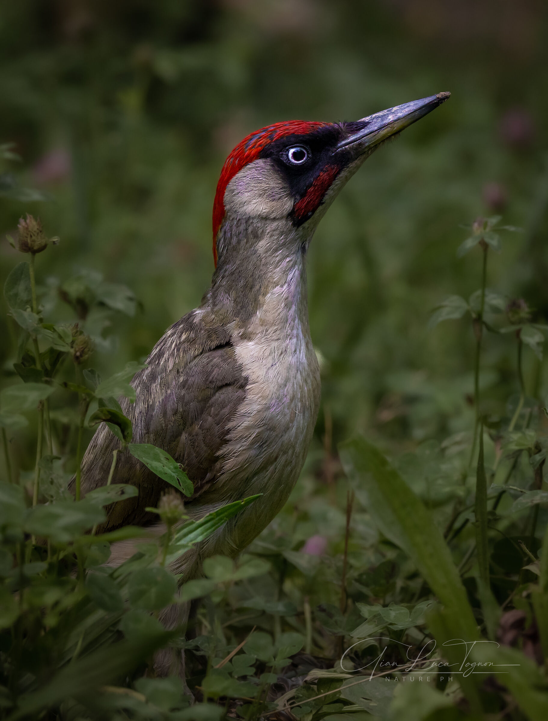 verde nel verde | green in the green