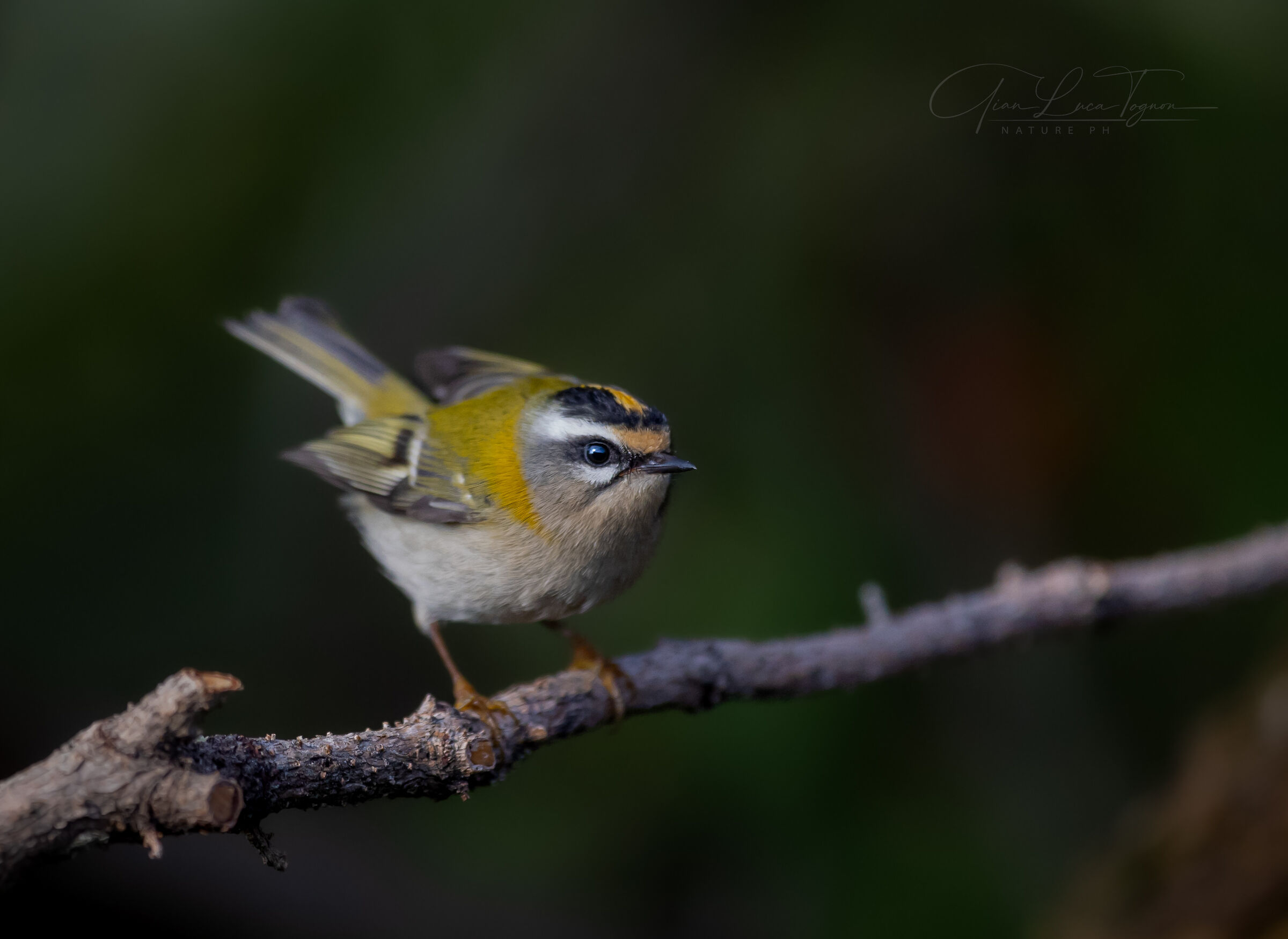piccola tenerezza scatenata