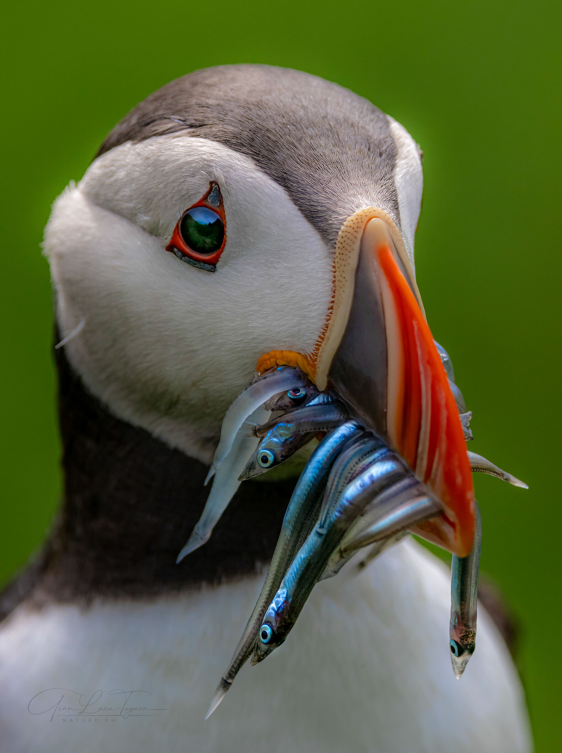 The full beak, the melancholy look