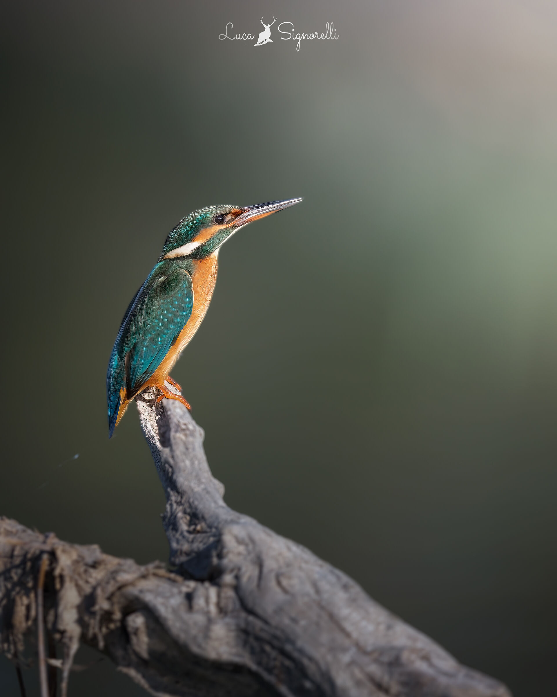 Kingfisher