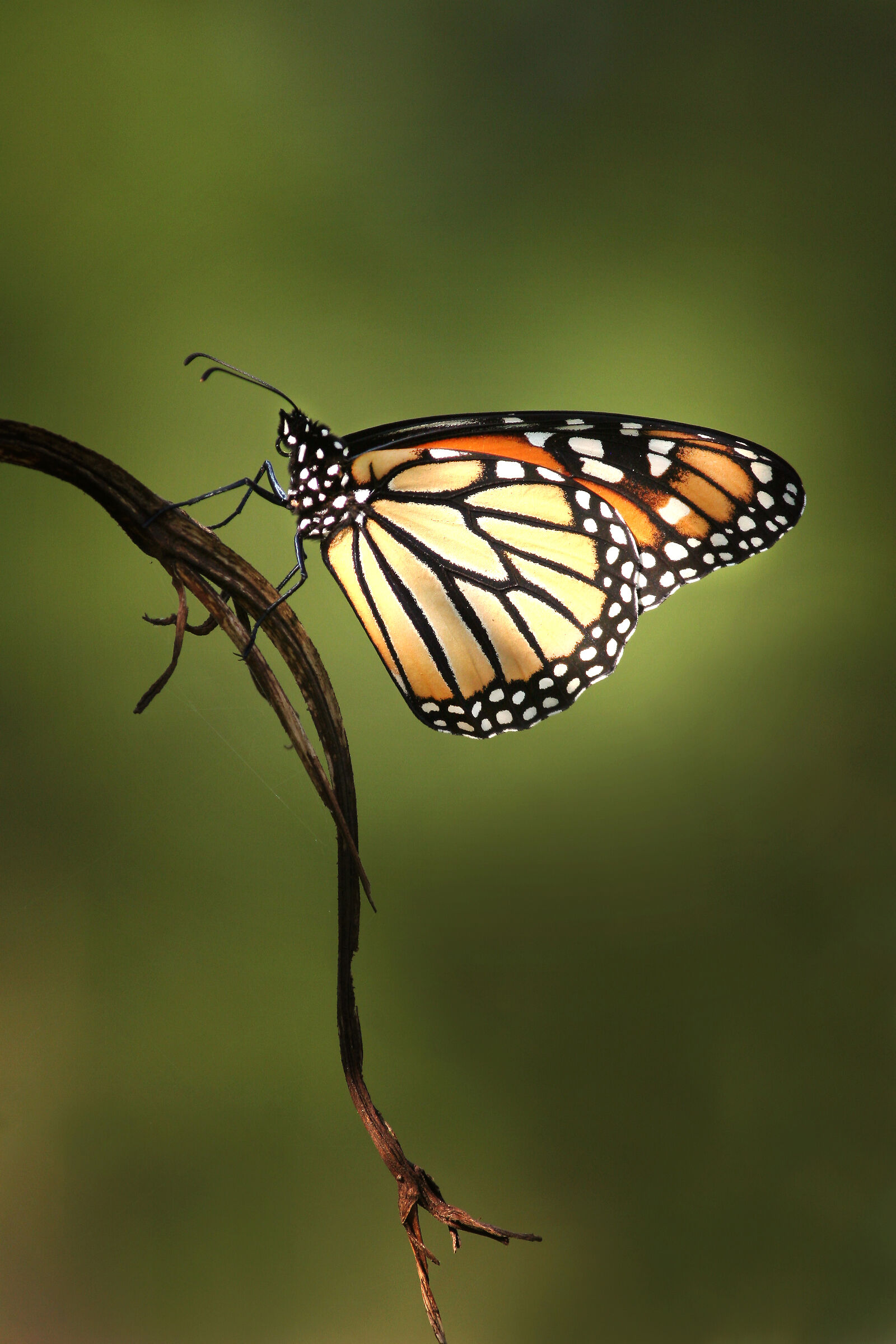 Monarch beauty