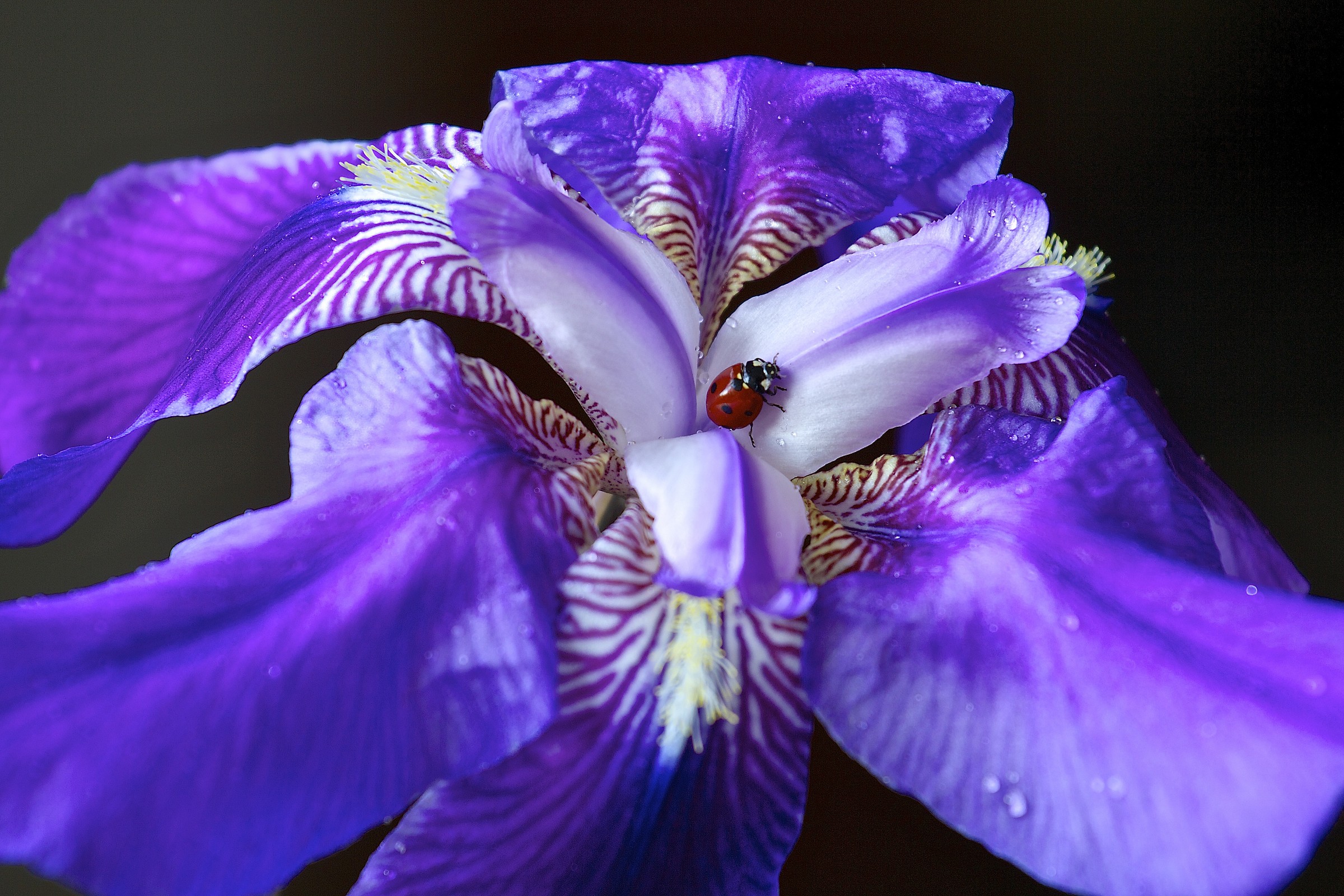 Grand hotel, royal suite