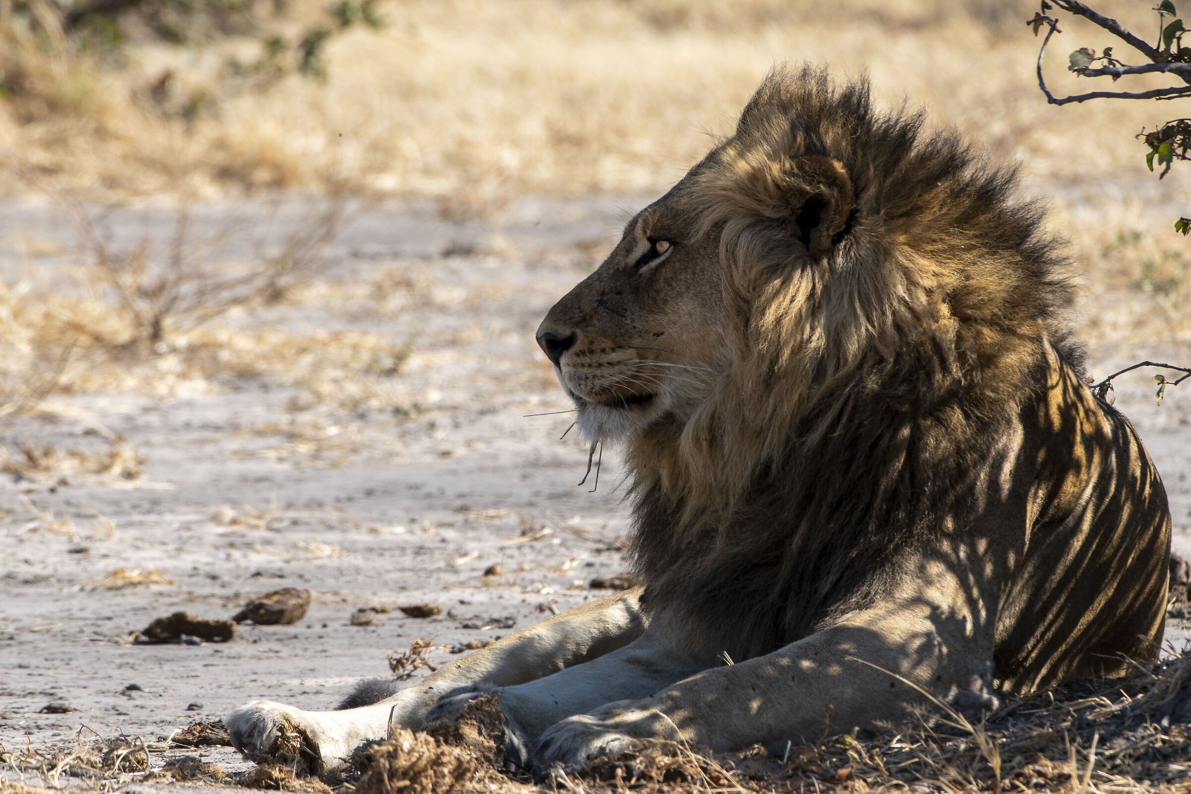 the king of the savannah