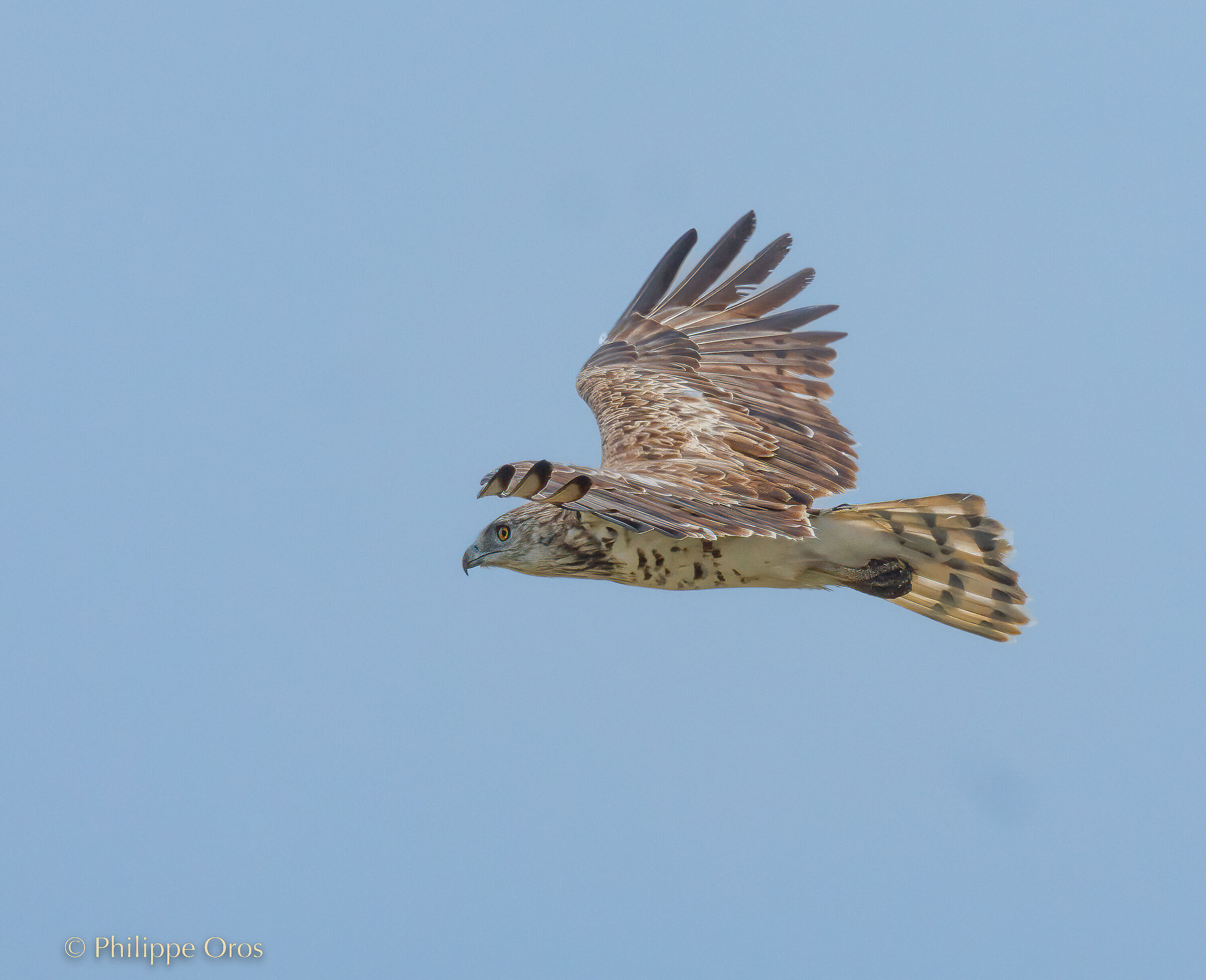 - Circaetus gallicus - Short-toe Snake Eagle