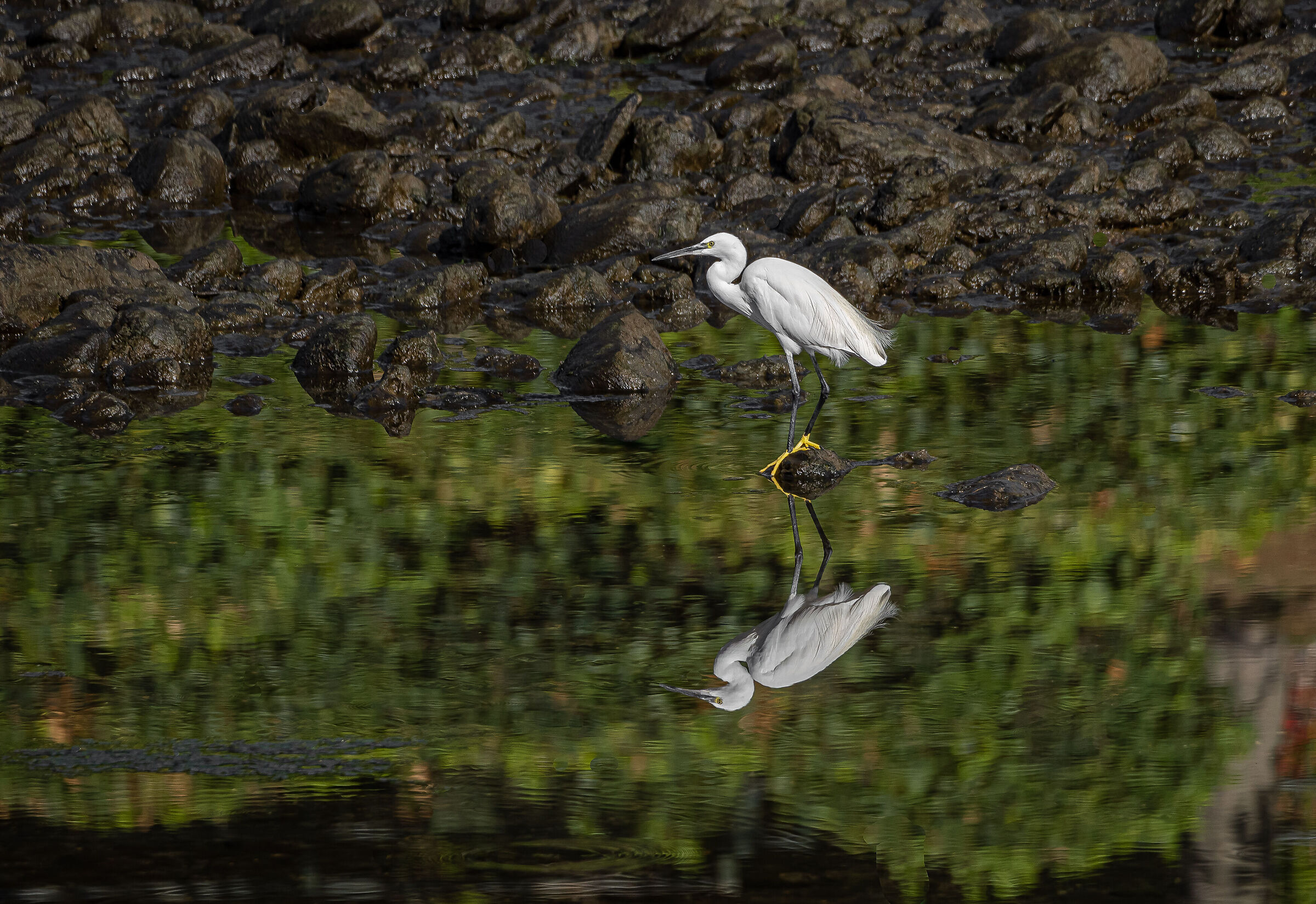 the reflection...  n° 1