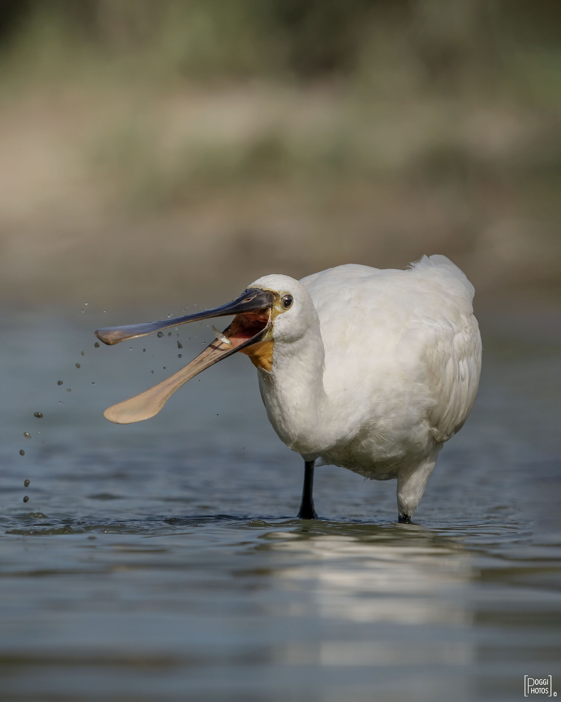 Saltimbocca alla romana - Spatola