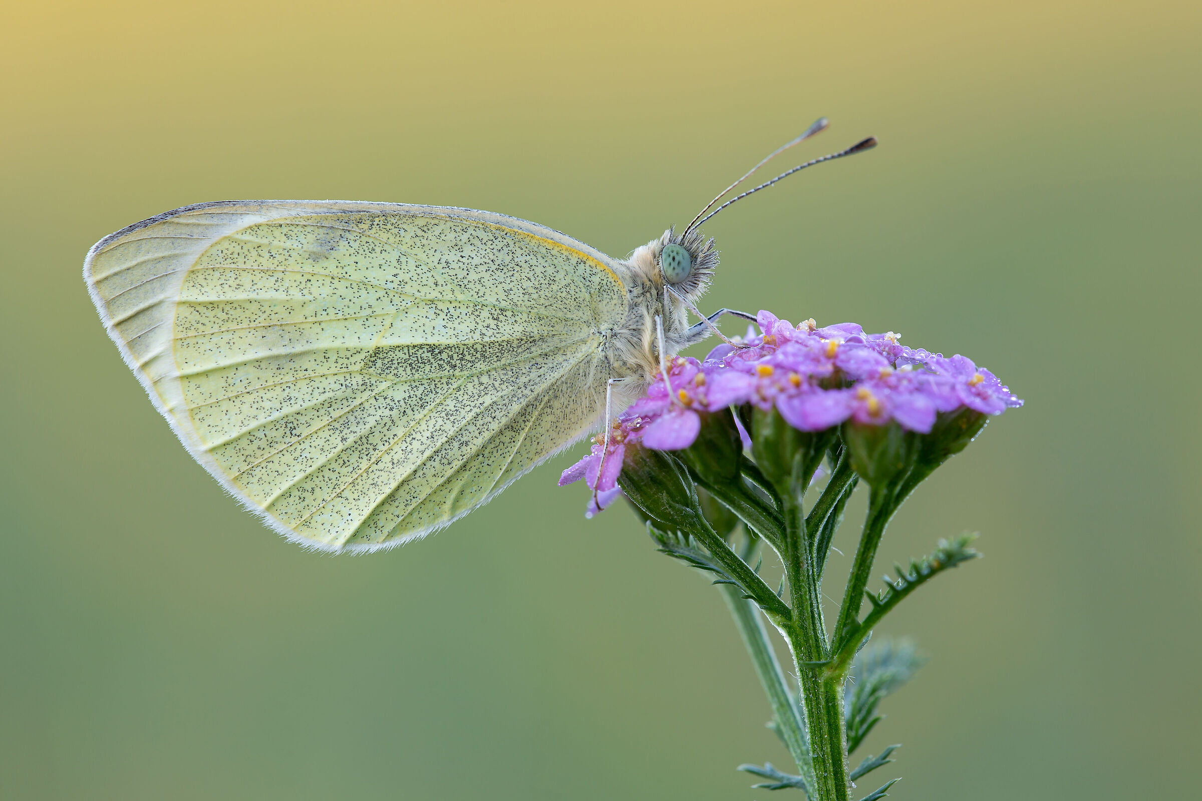 pieris rapae