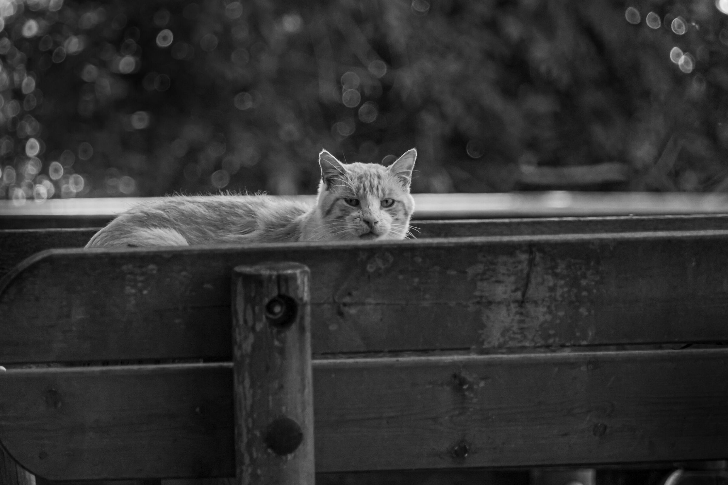 Above the bench the cat... he doesn't give a damn anyway.