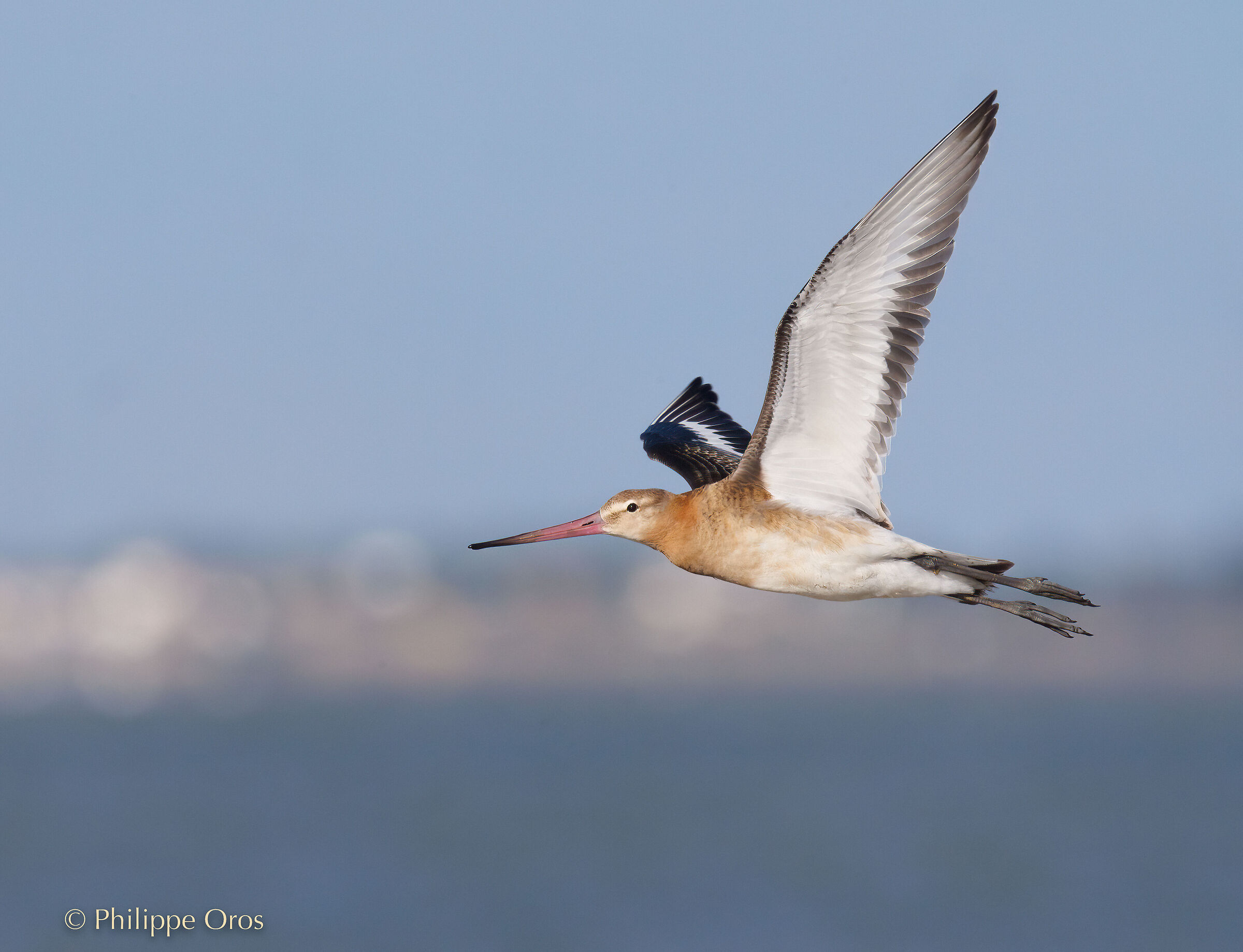 Barge à queue noire - Black-tailed Godwit