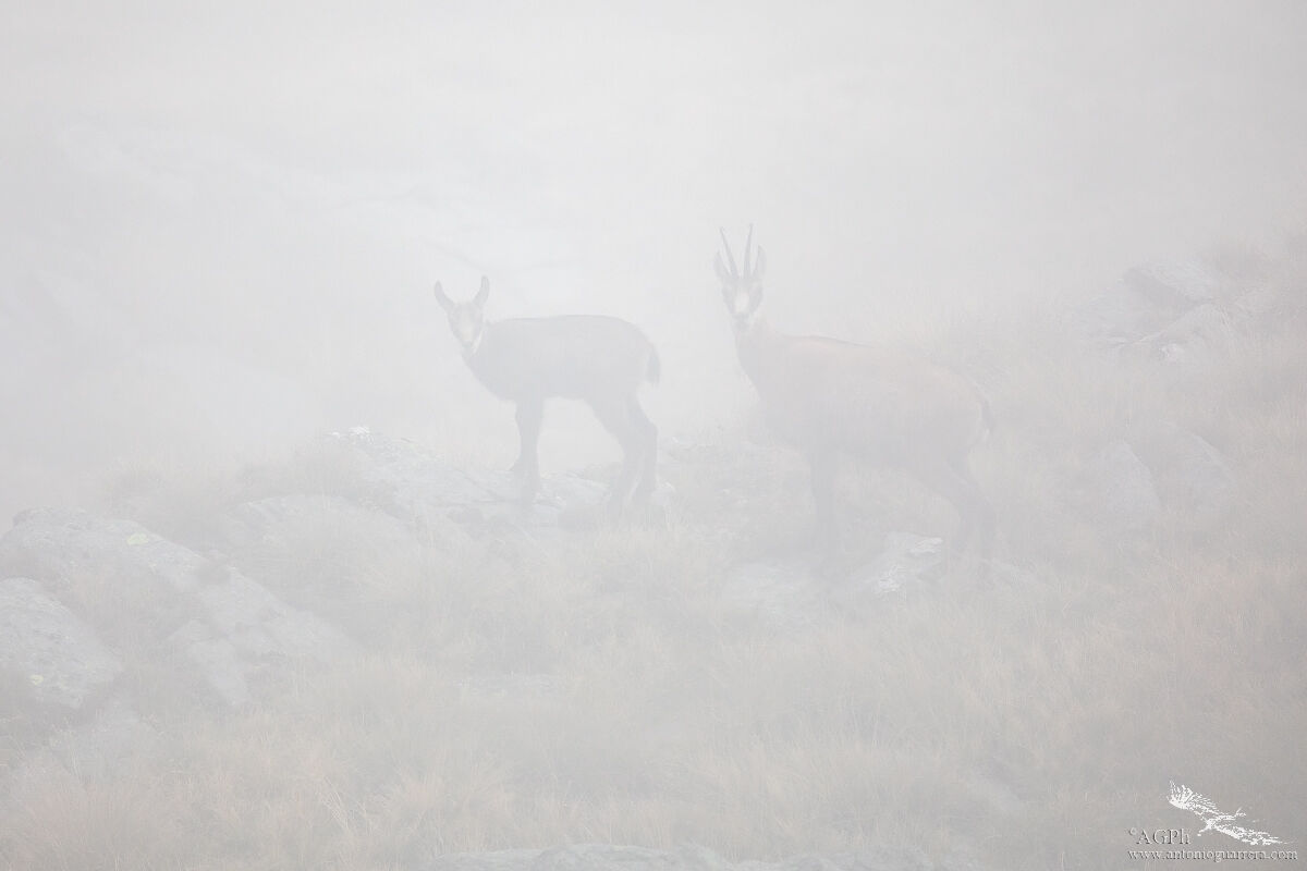 Ghosts in the fog