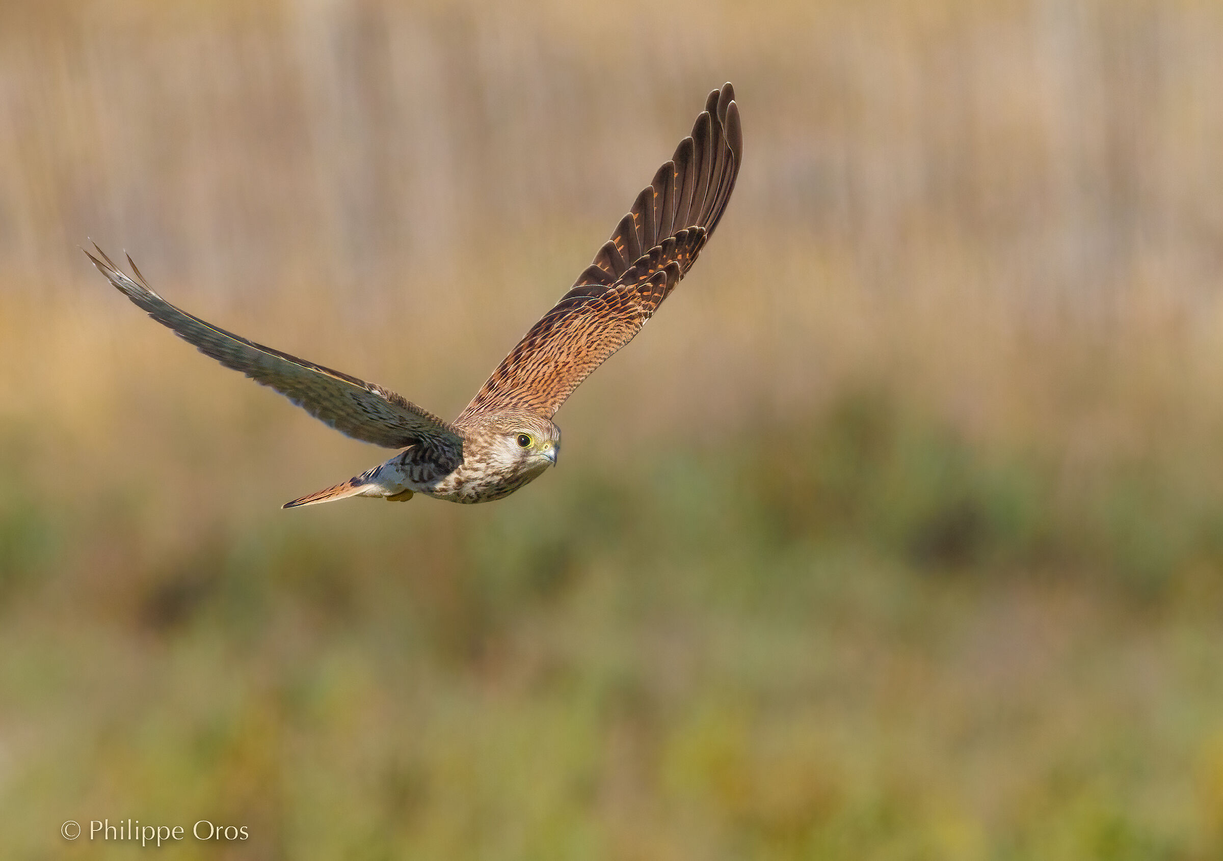 Falco tinnunculus - Common Kestrel