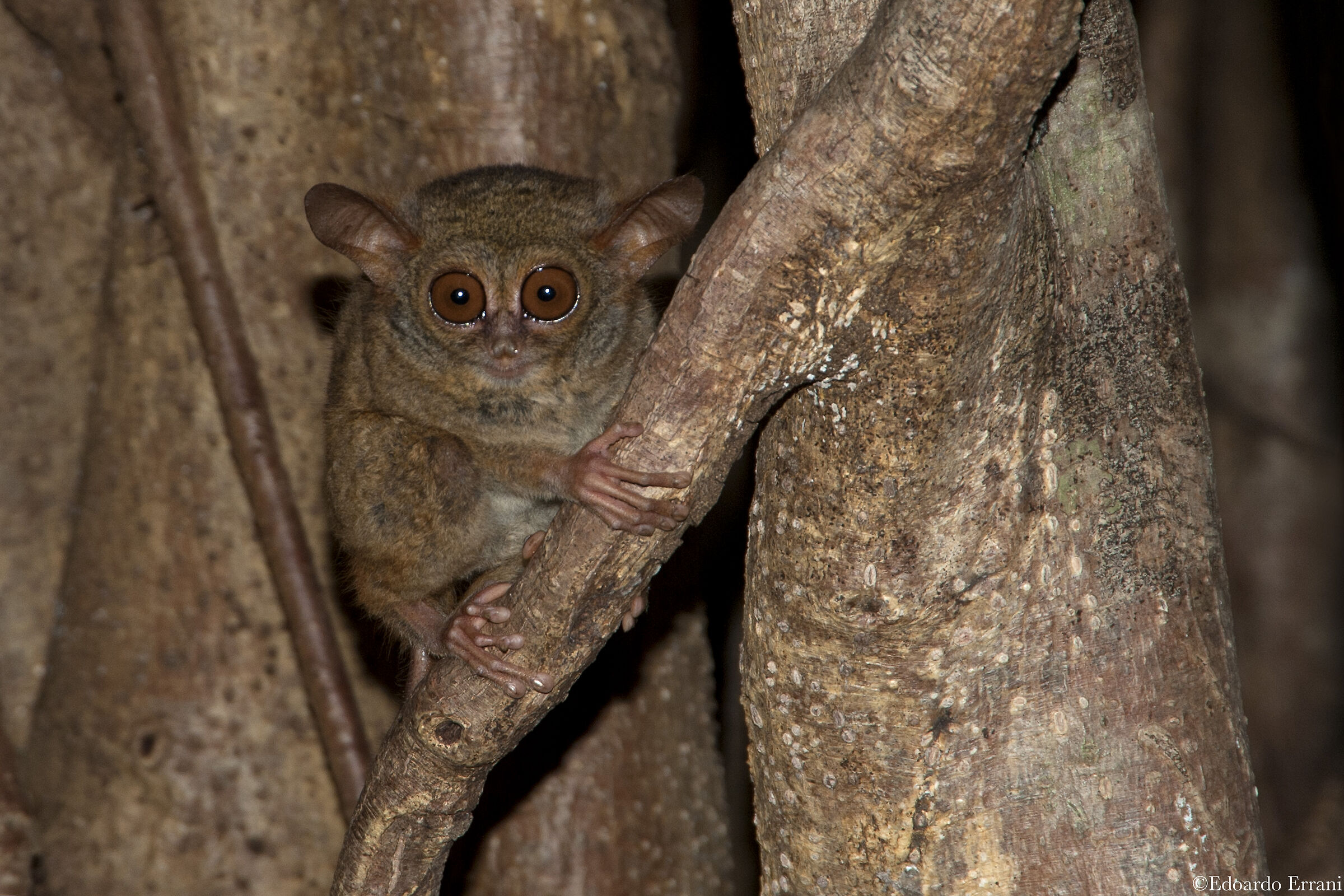 Tarsio spettro, Manado (Indonesia)