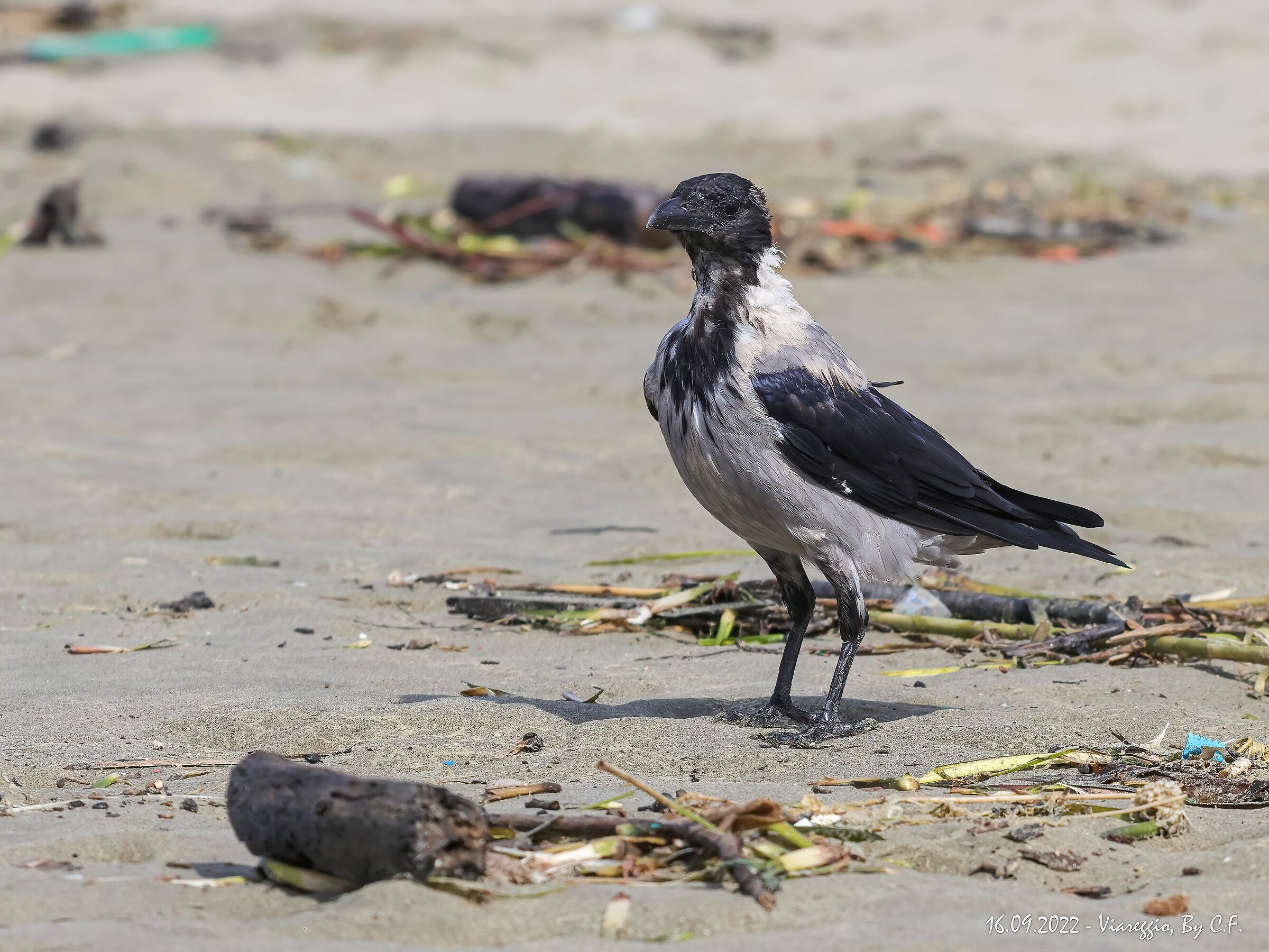 Uccellacci Uccellini