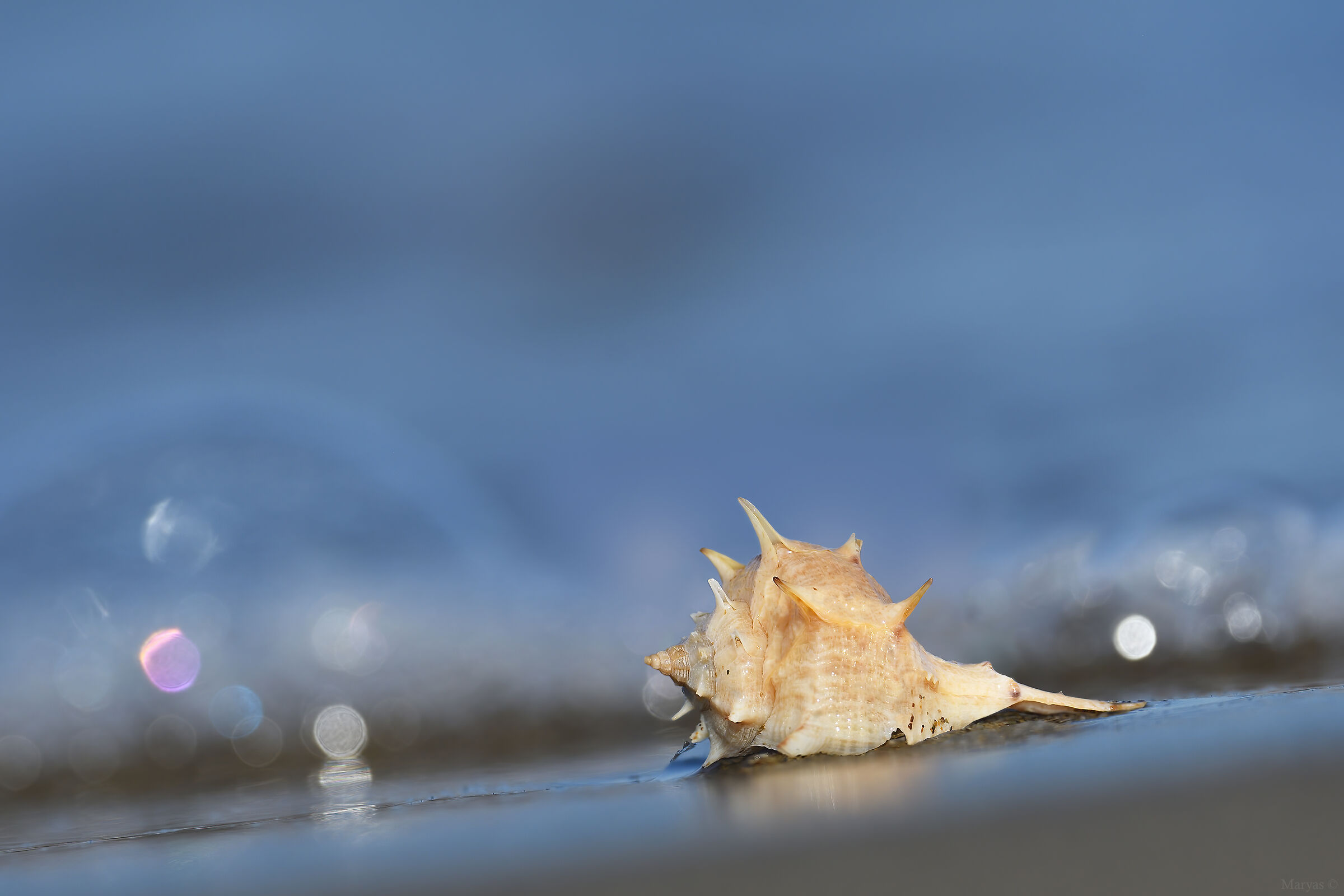 Pungent stranding