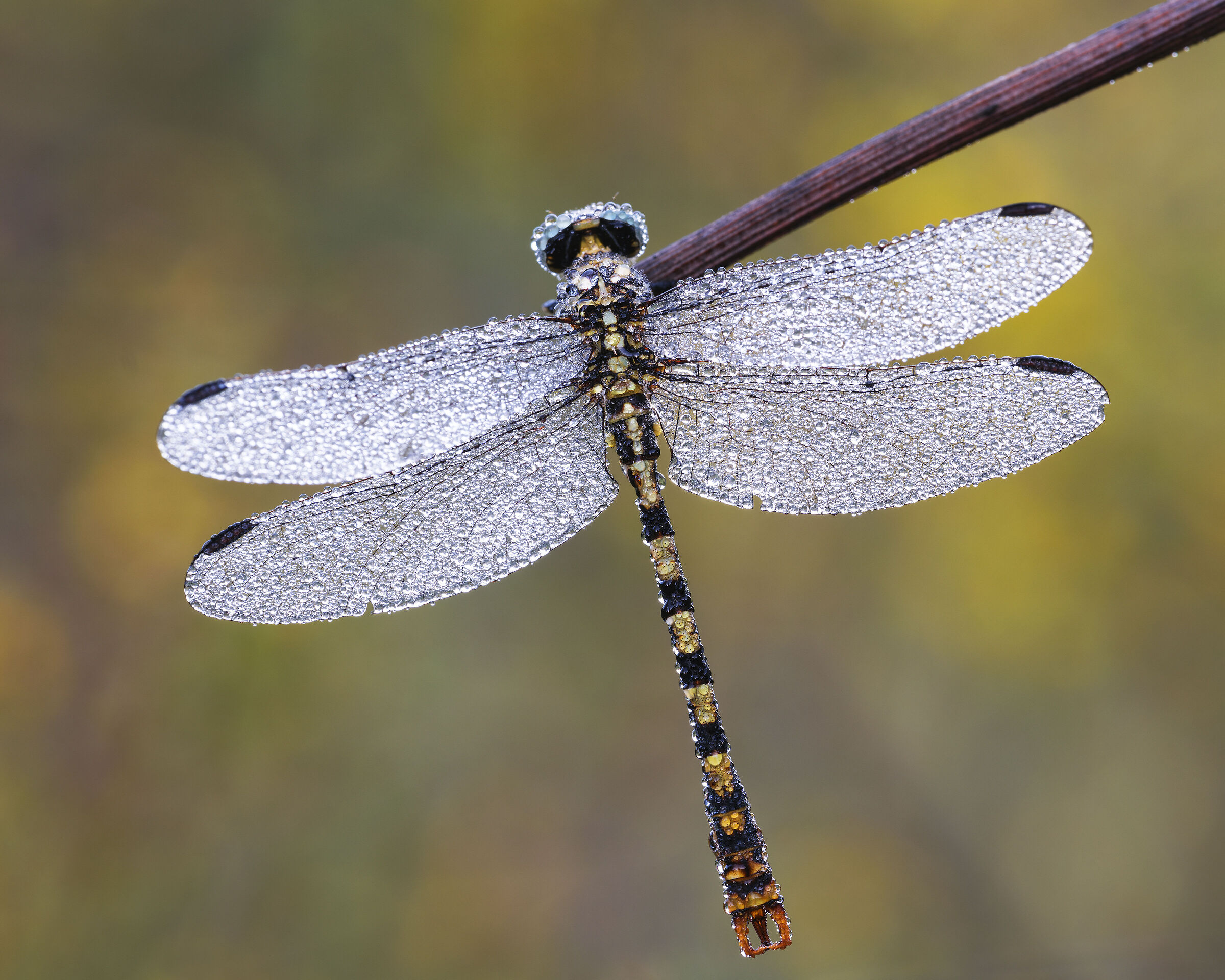 Onychogomphus forcipatus