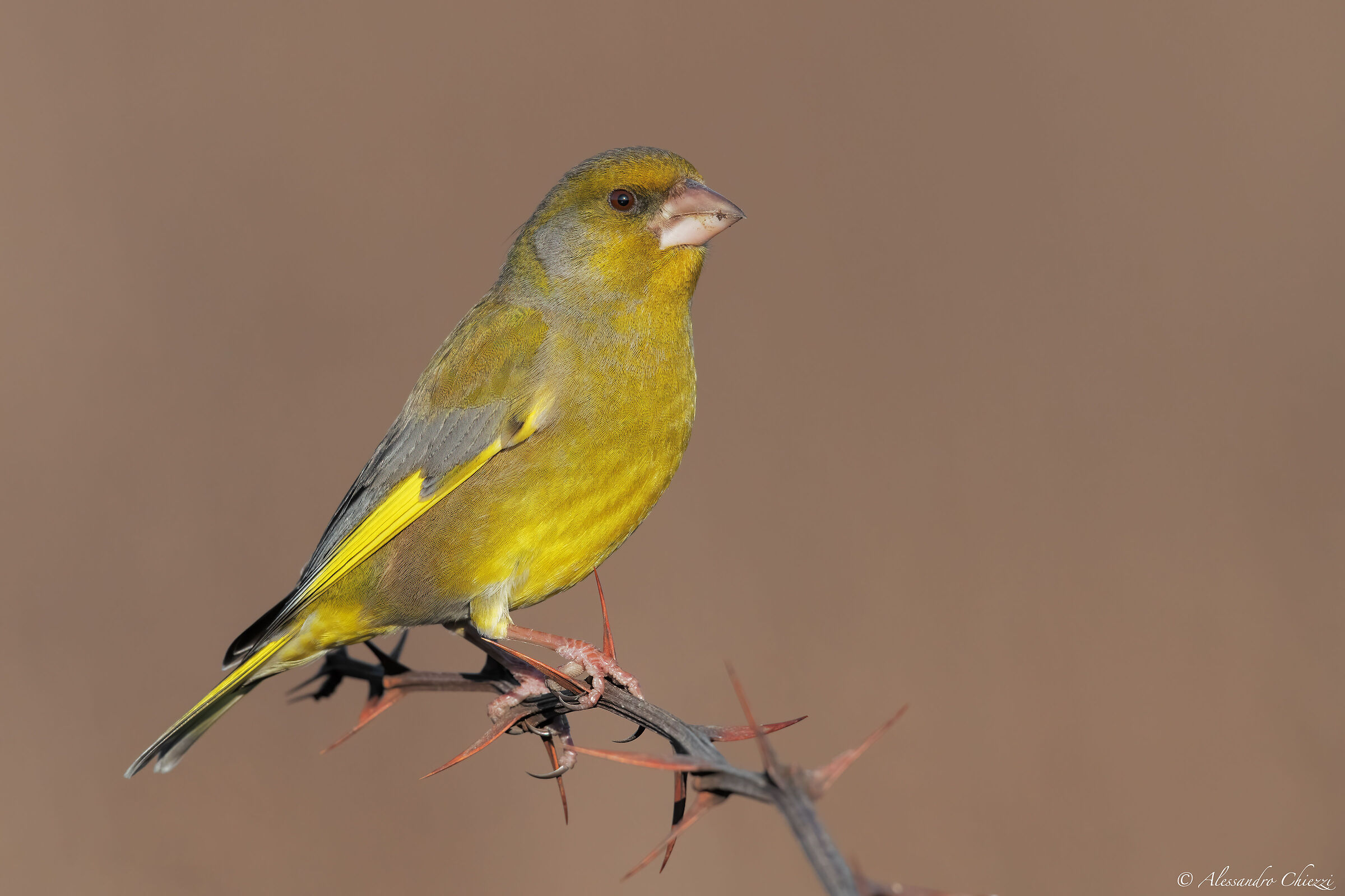 Greenfinch at dawn