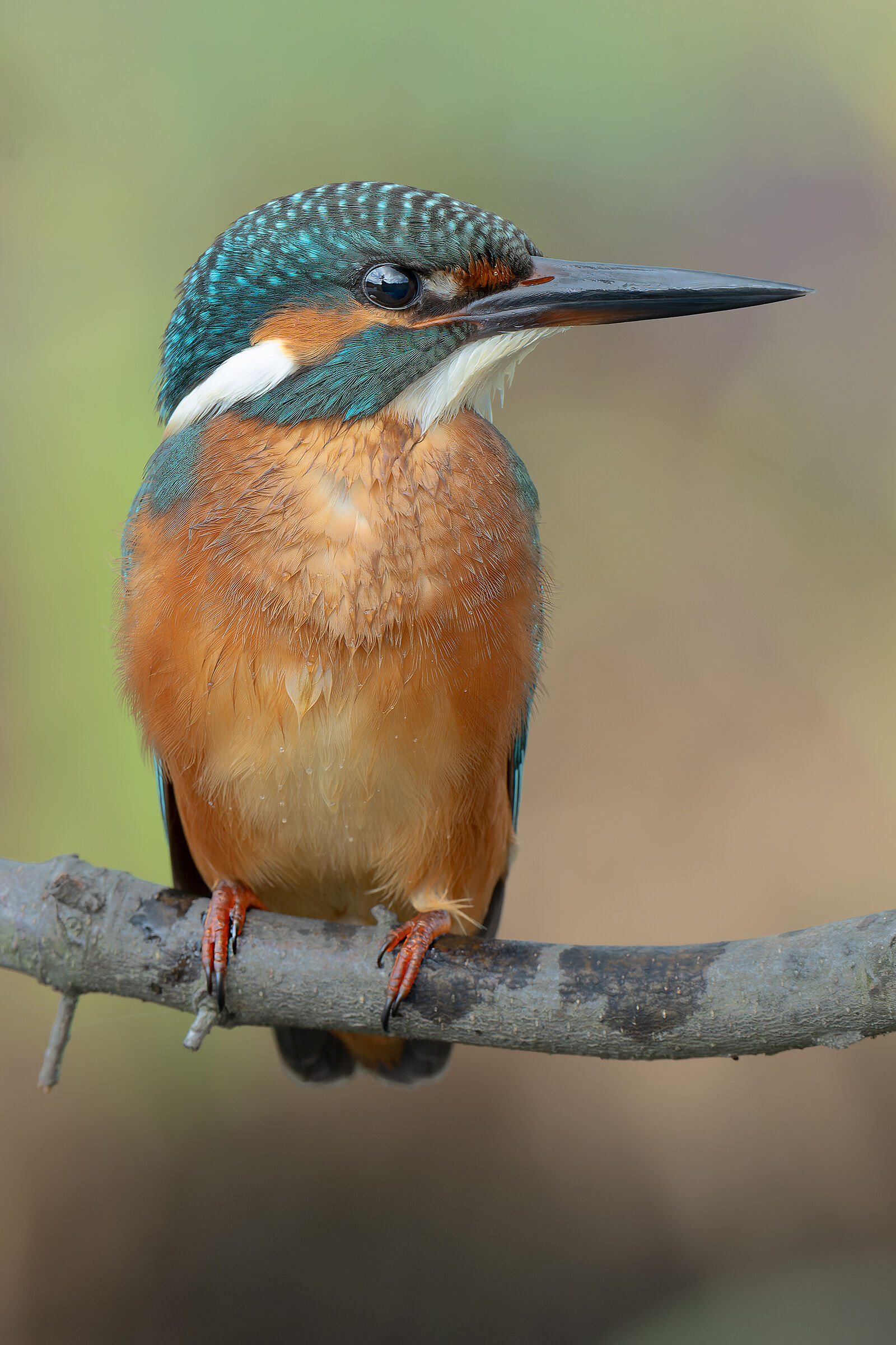 The martino of this morning