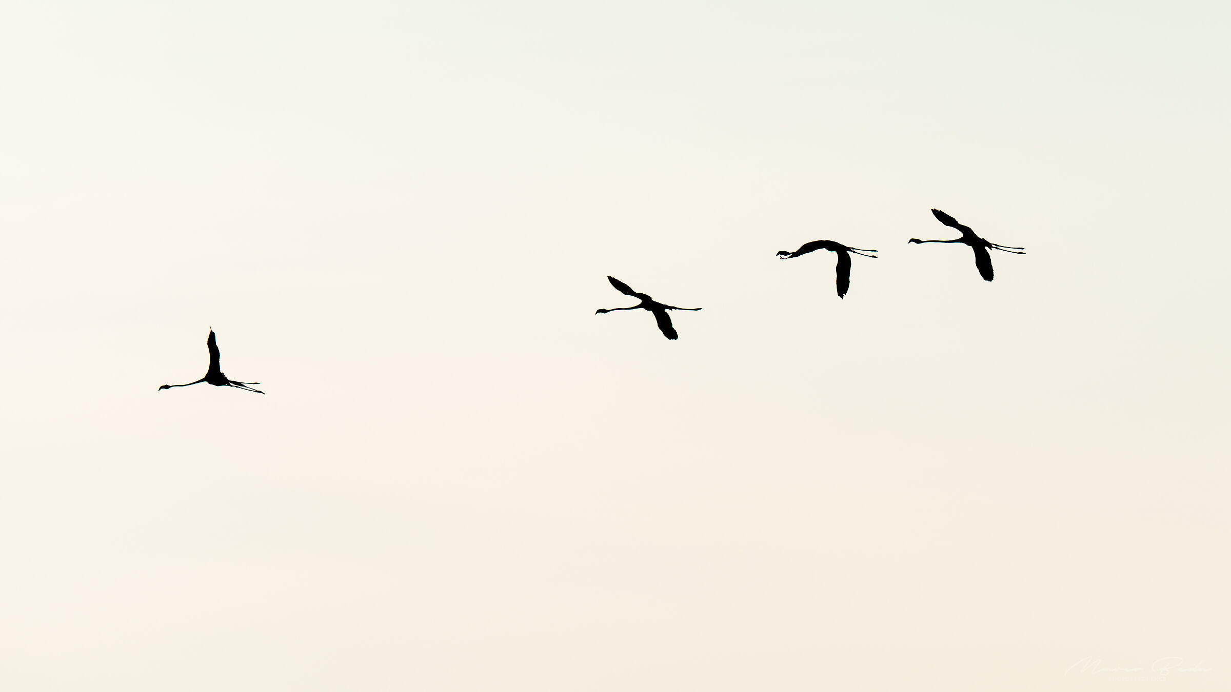 Il fuggitivo