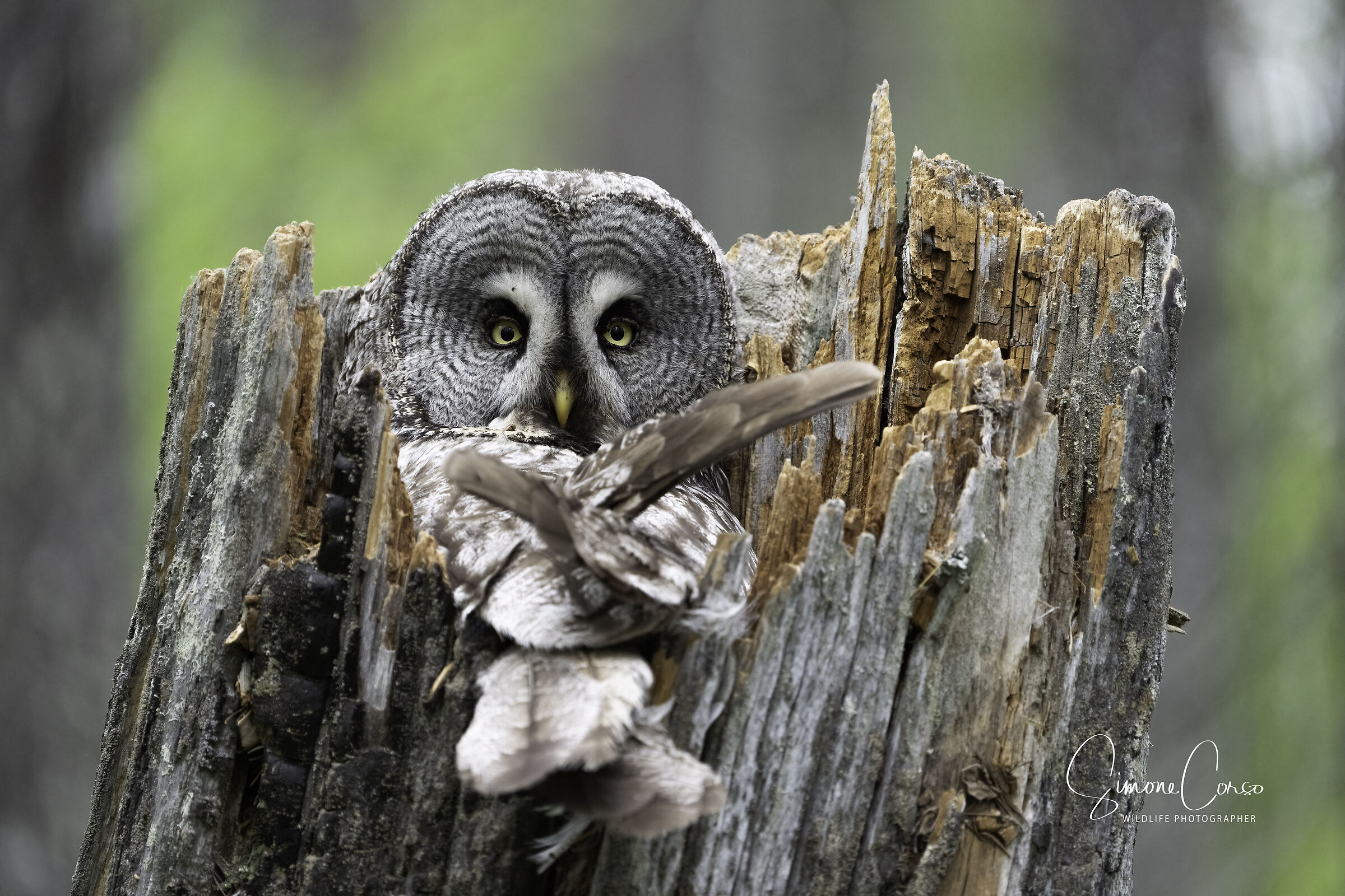Strix Nebulosa - Eye to Eye
