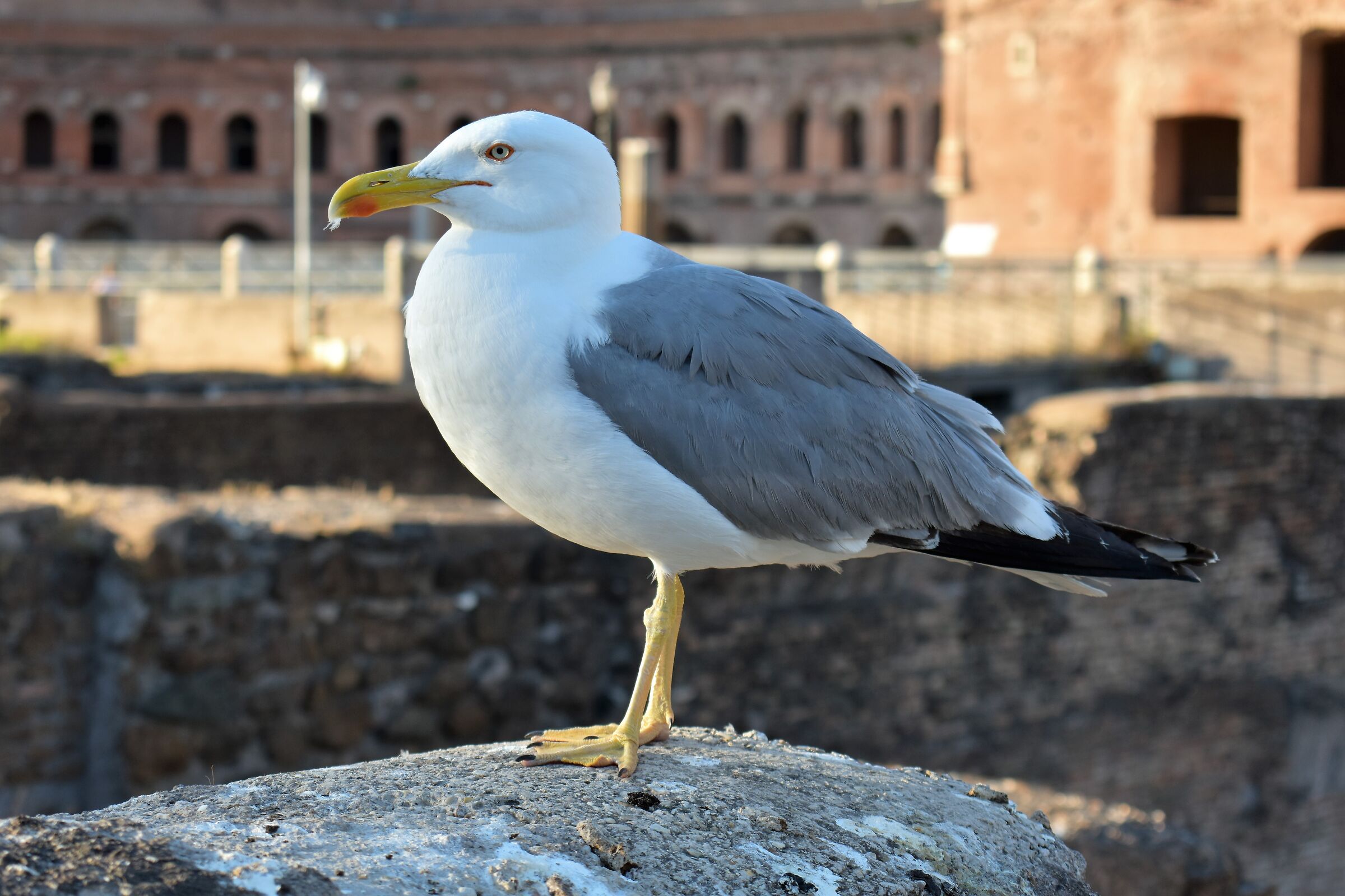 Centurione volante!!!