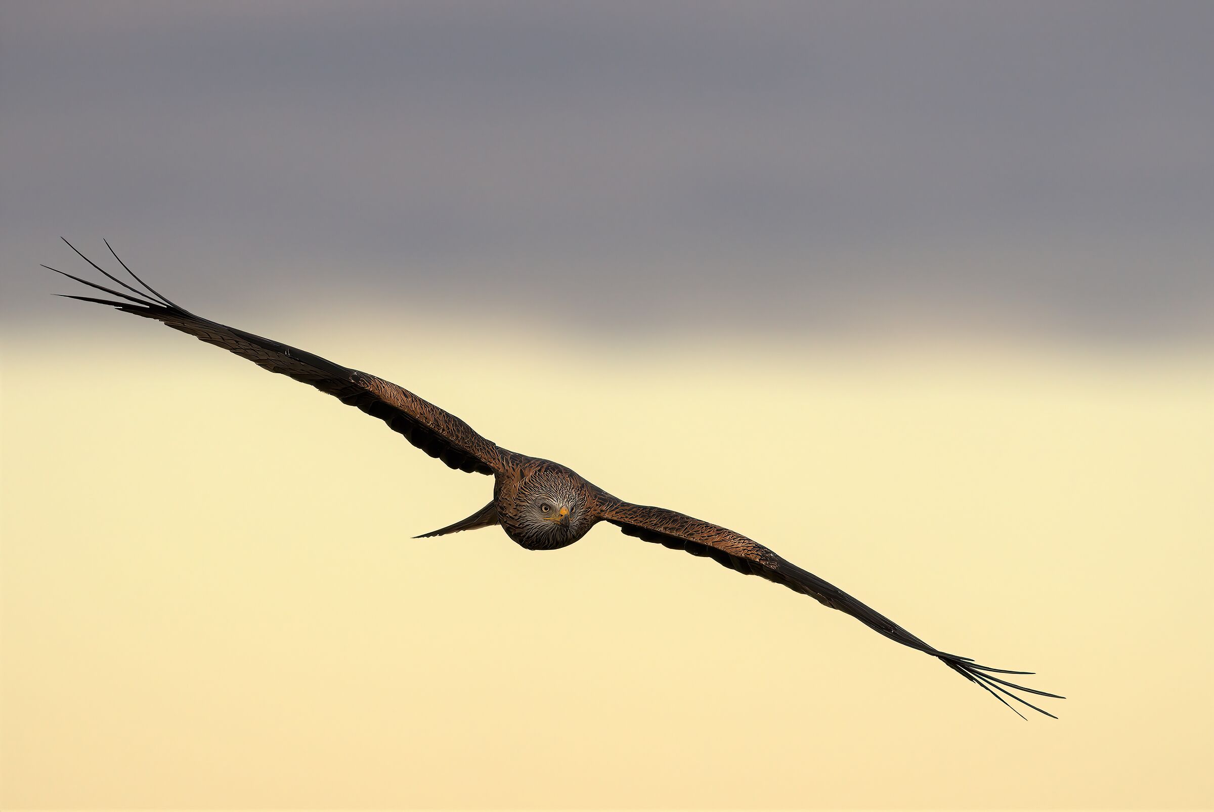 red kite at dawn