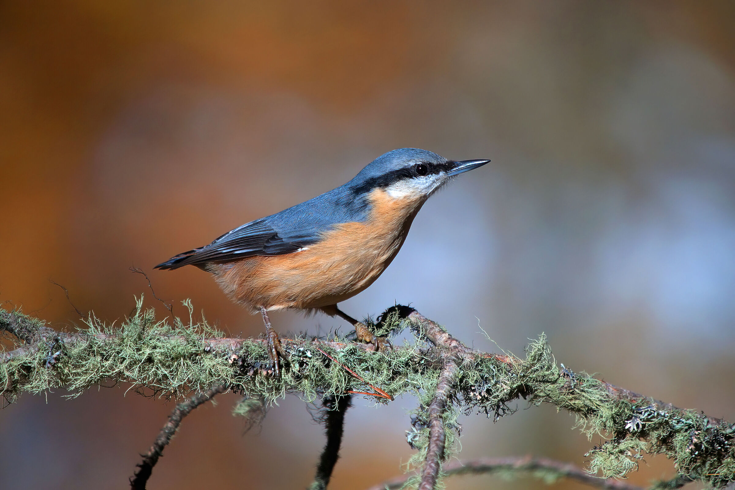 experiment with denoise on old photo