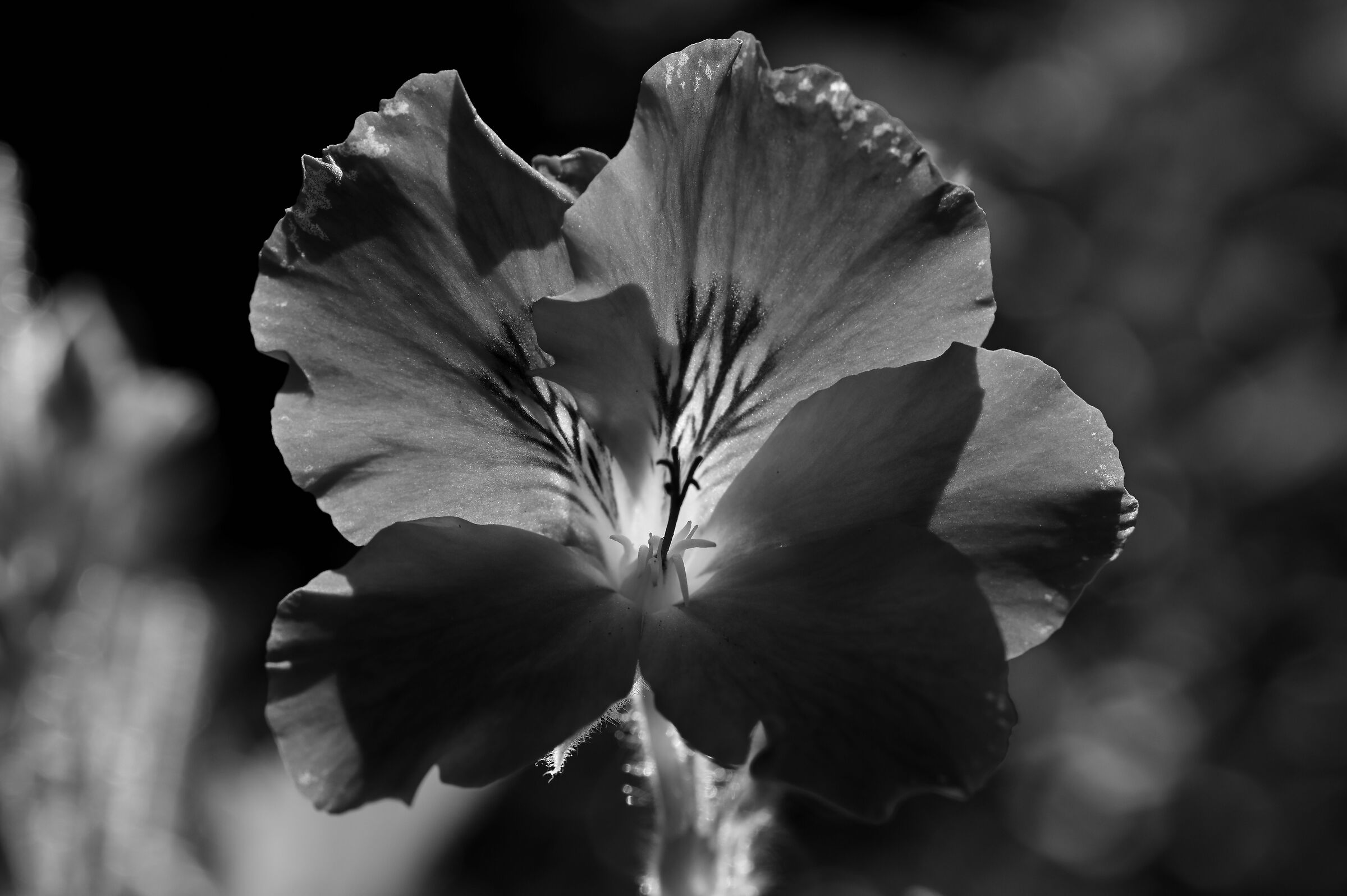 Geranium against sun b/w