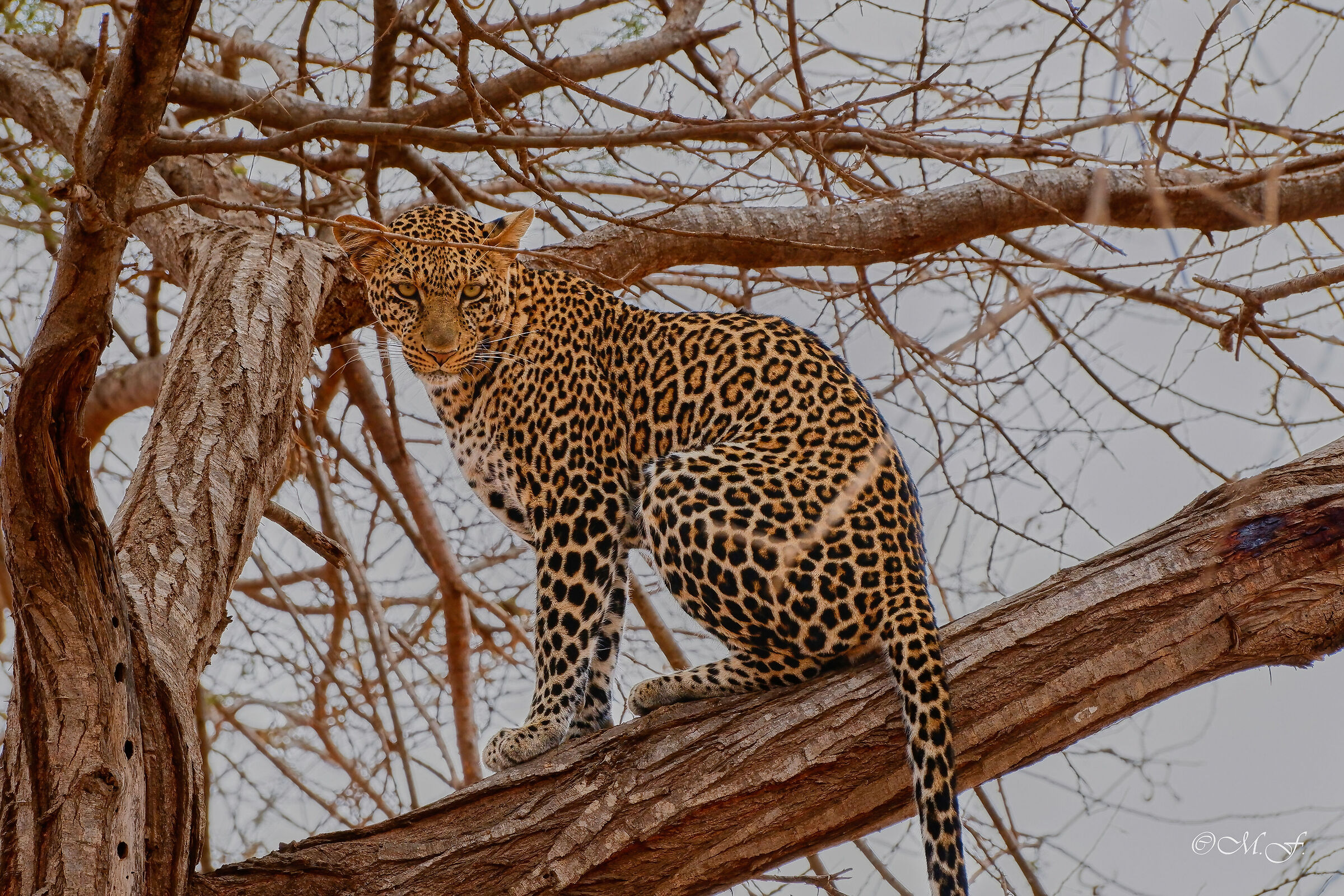 Leopard under observation