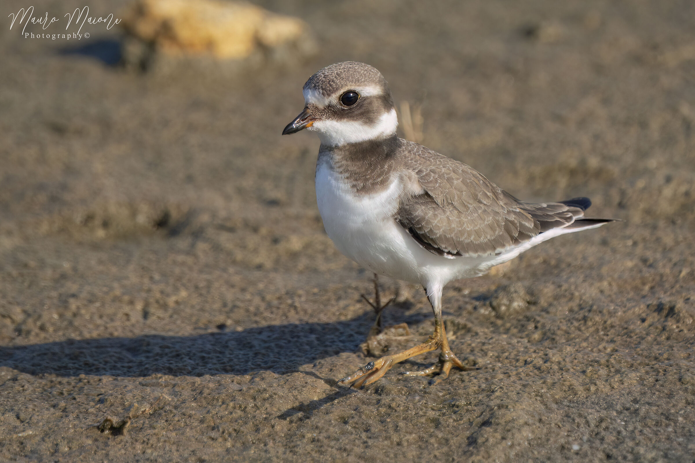 giovane corriere grosso