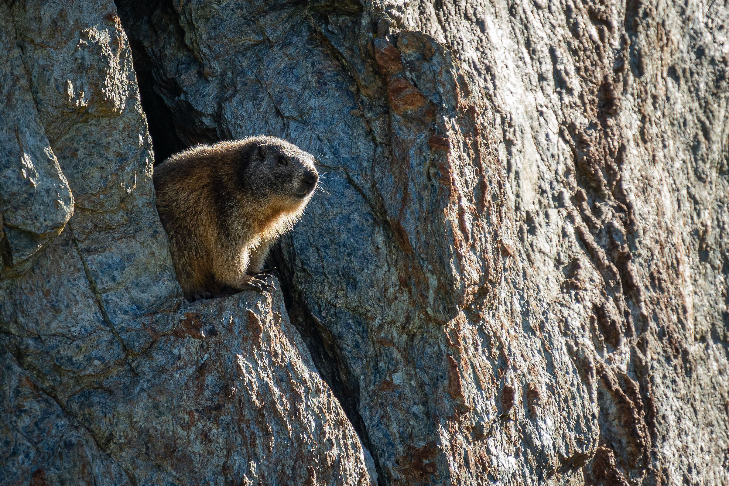 La vedetta delle Alpi