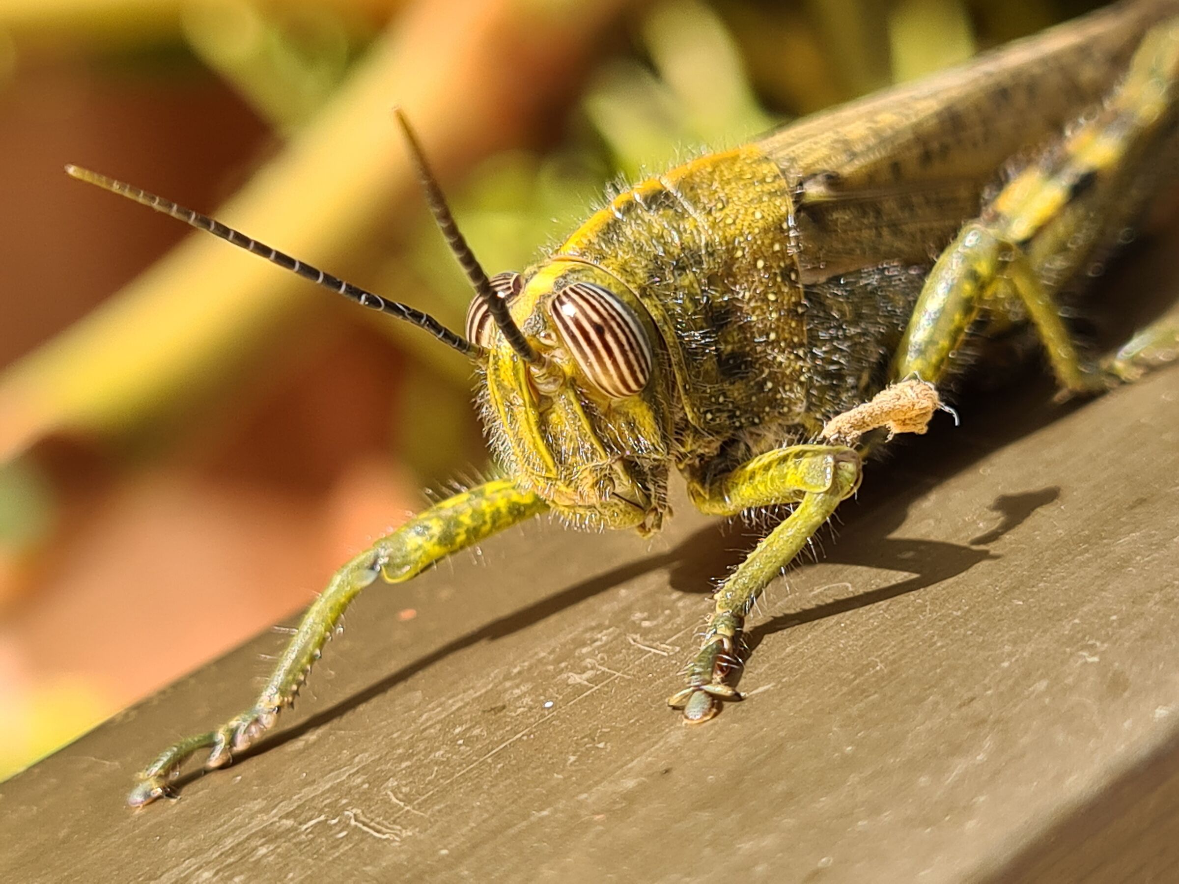 Grasshopper