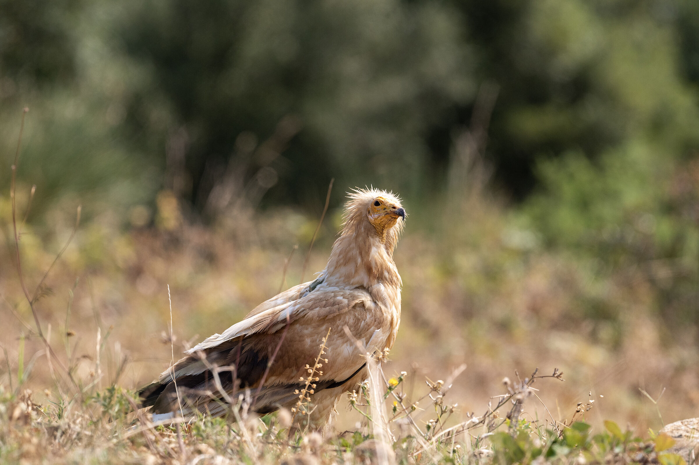 Neophron percnopterus