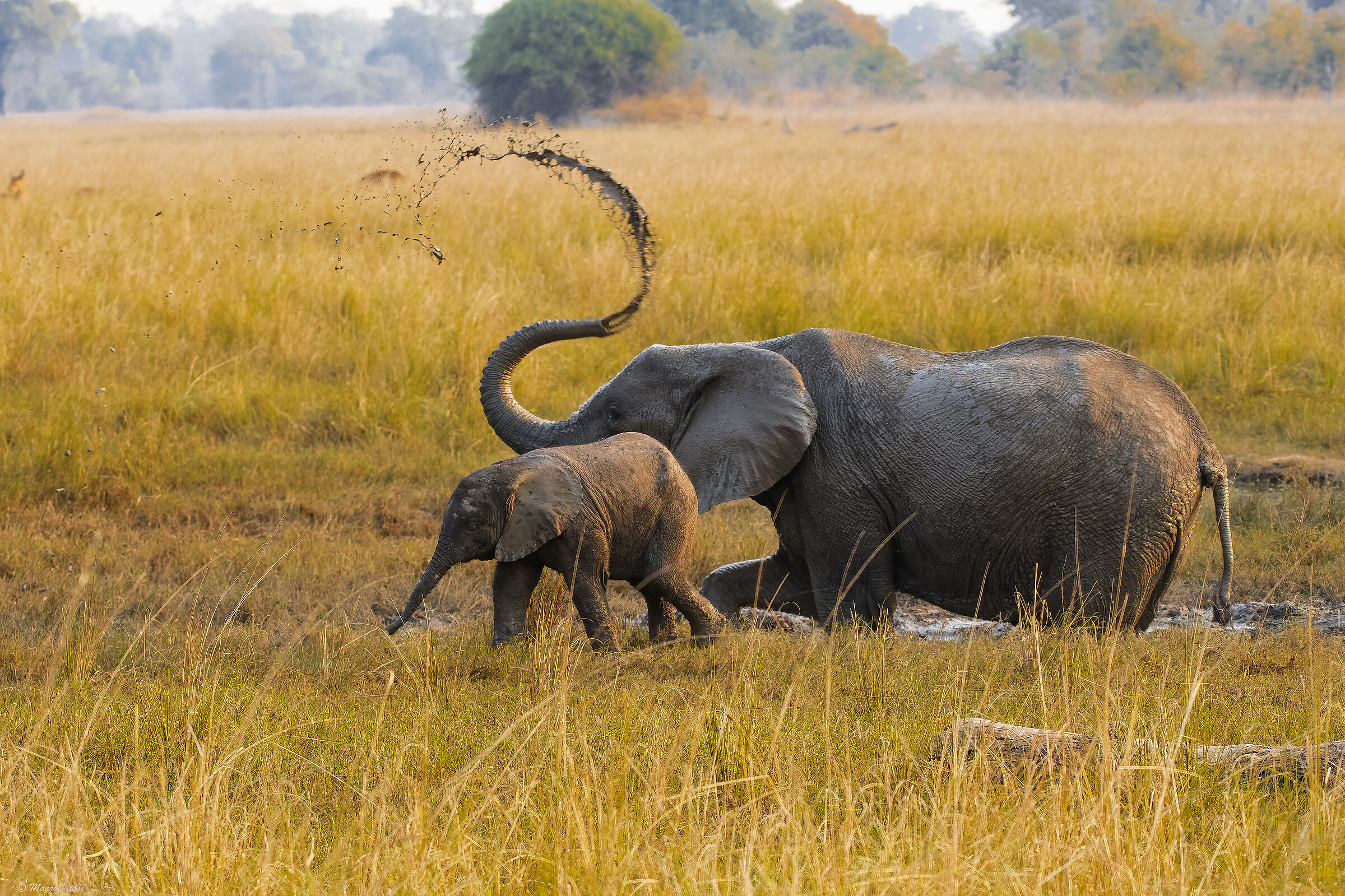 Un bel bagno di fango, mamma Elefante con piccolo