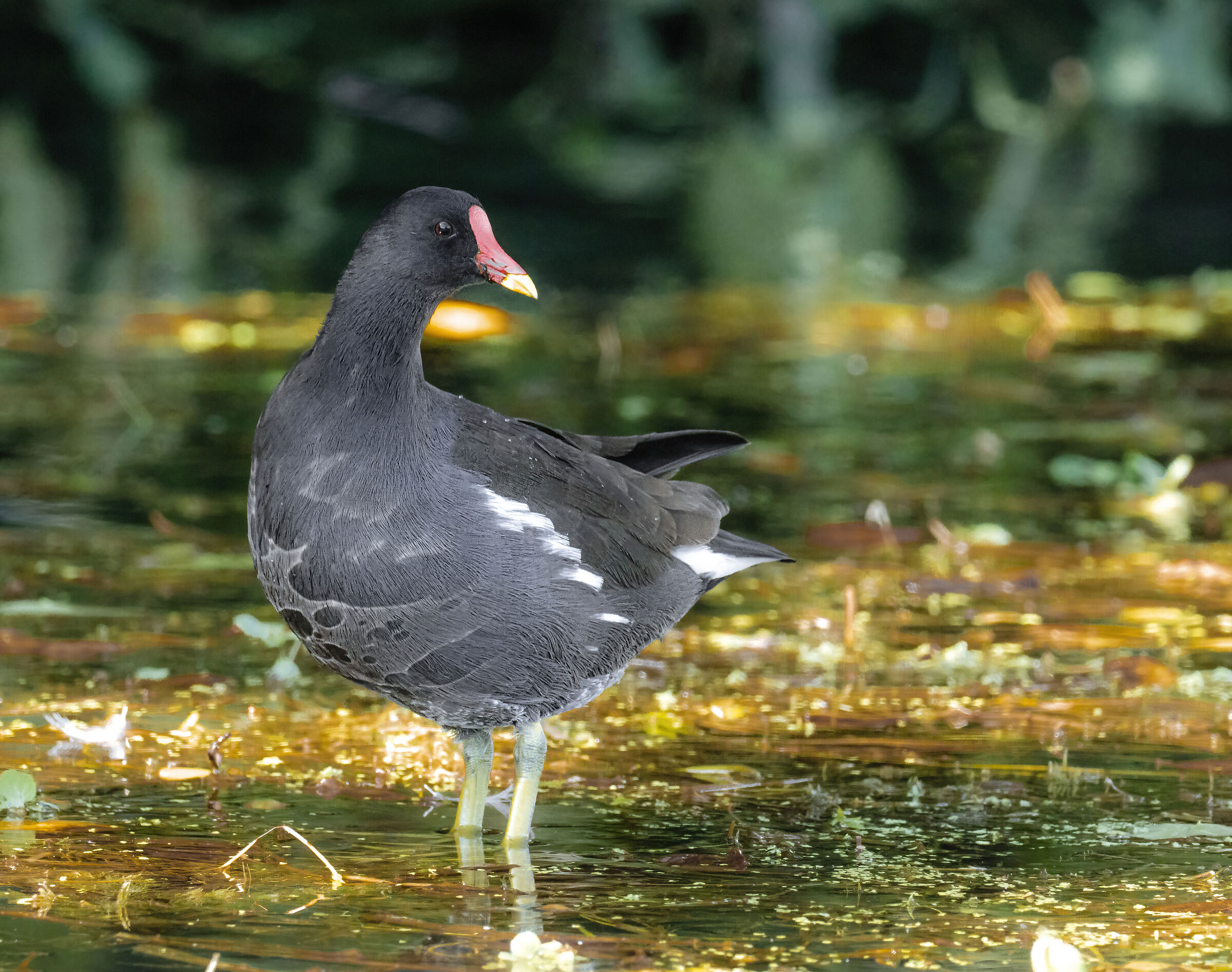 HIGH TESTS ISO OM1 - Moorhen -