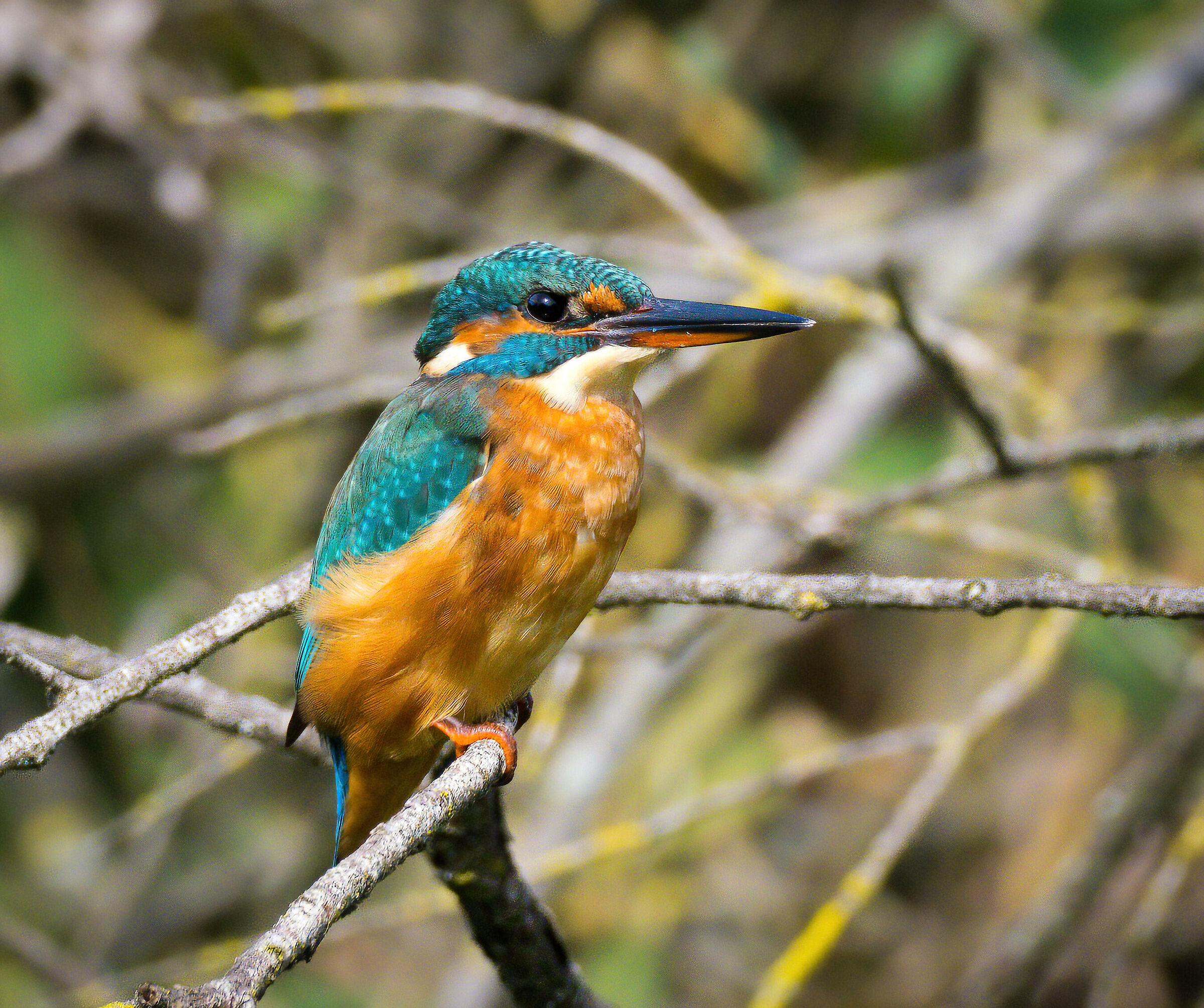 Female kingfisher