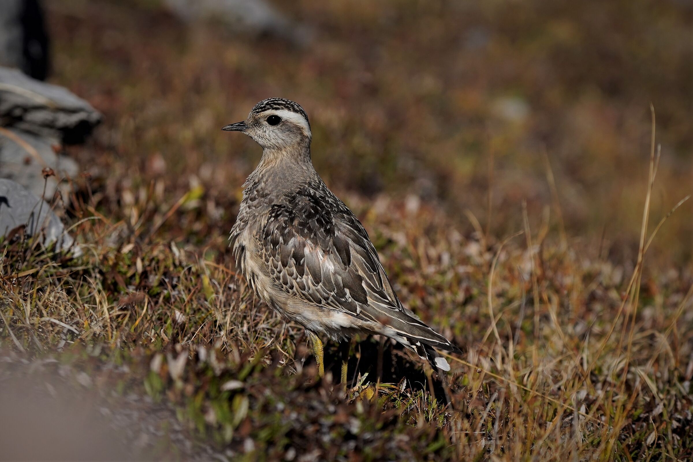 my first plover....
