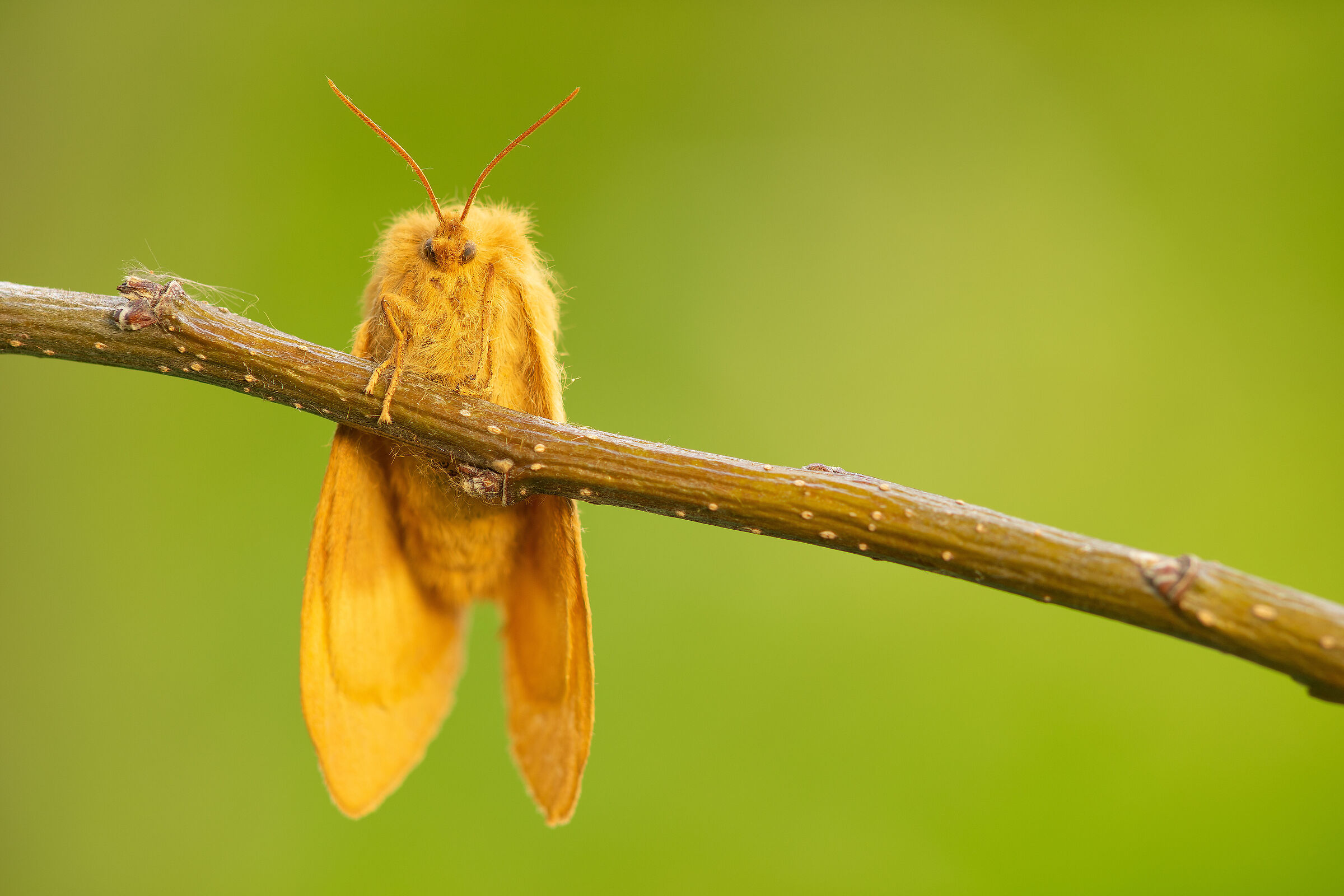 Lasiocampa quercus femmina