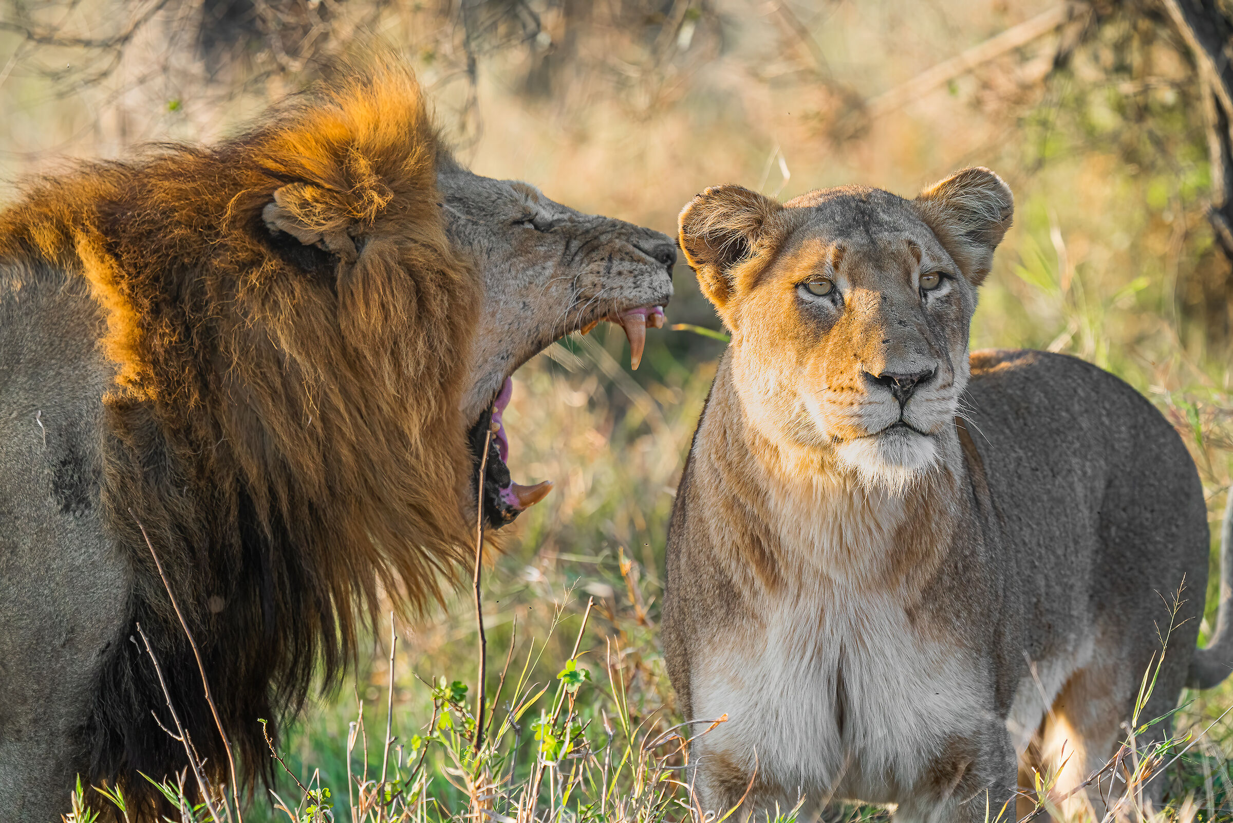 non ascolto nemmeno il re