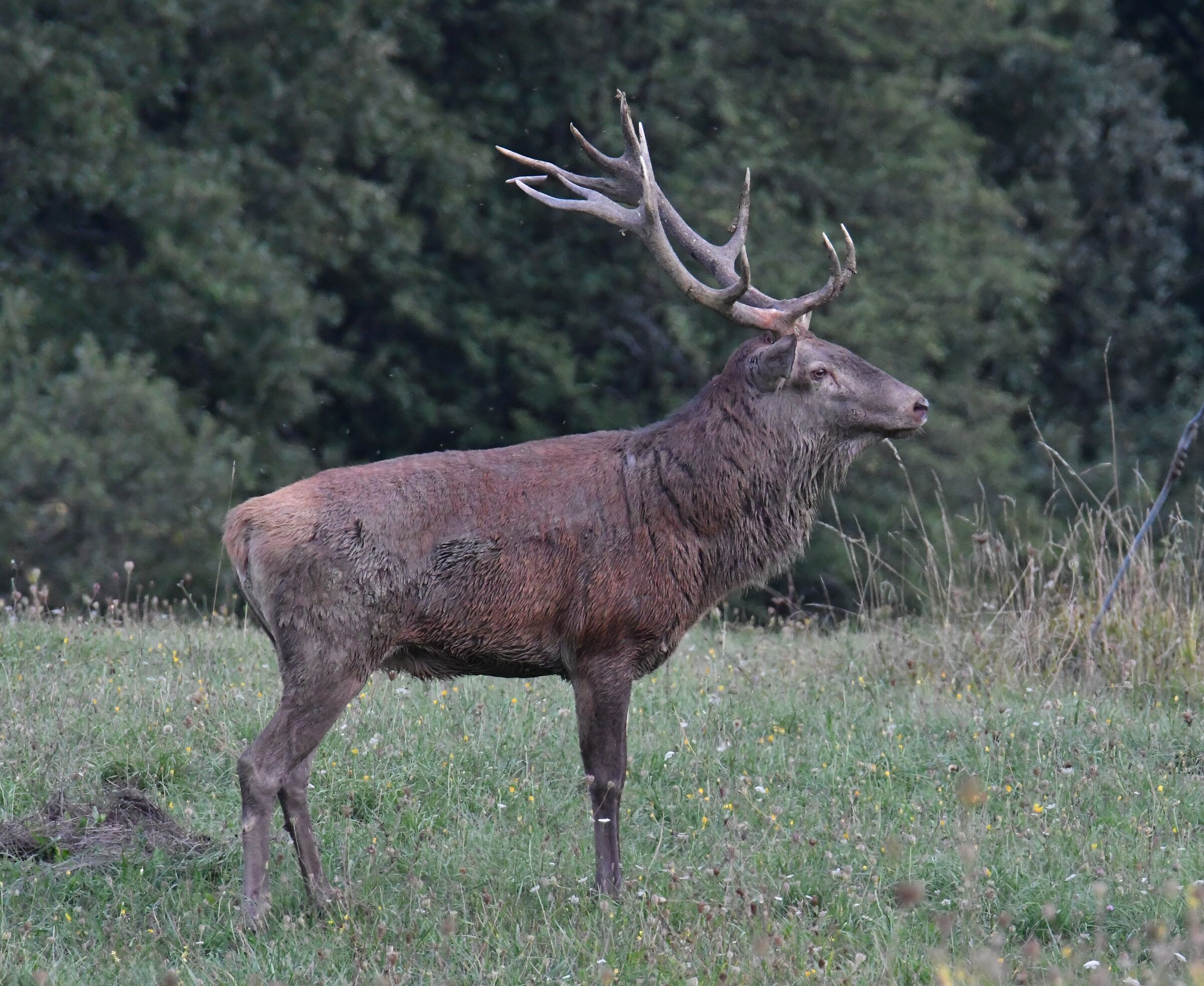 Cervi A