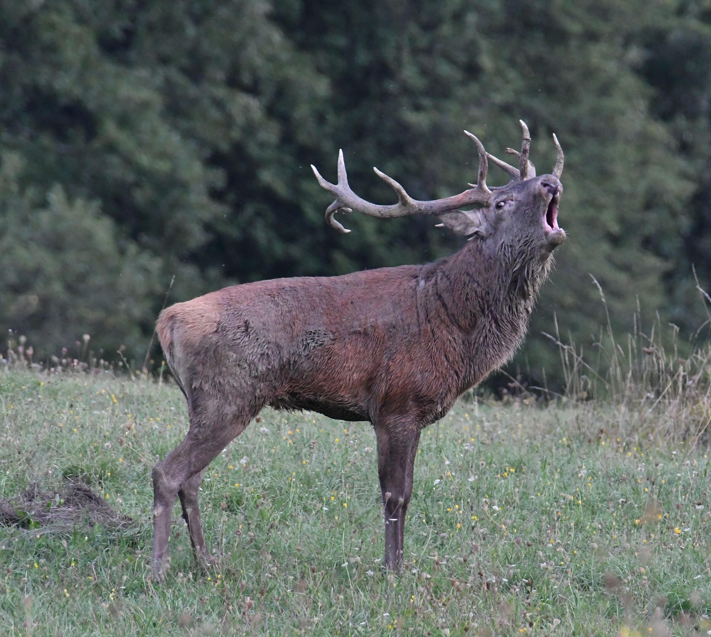 Cervo bramito
