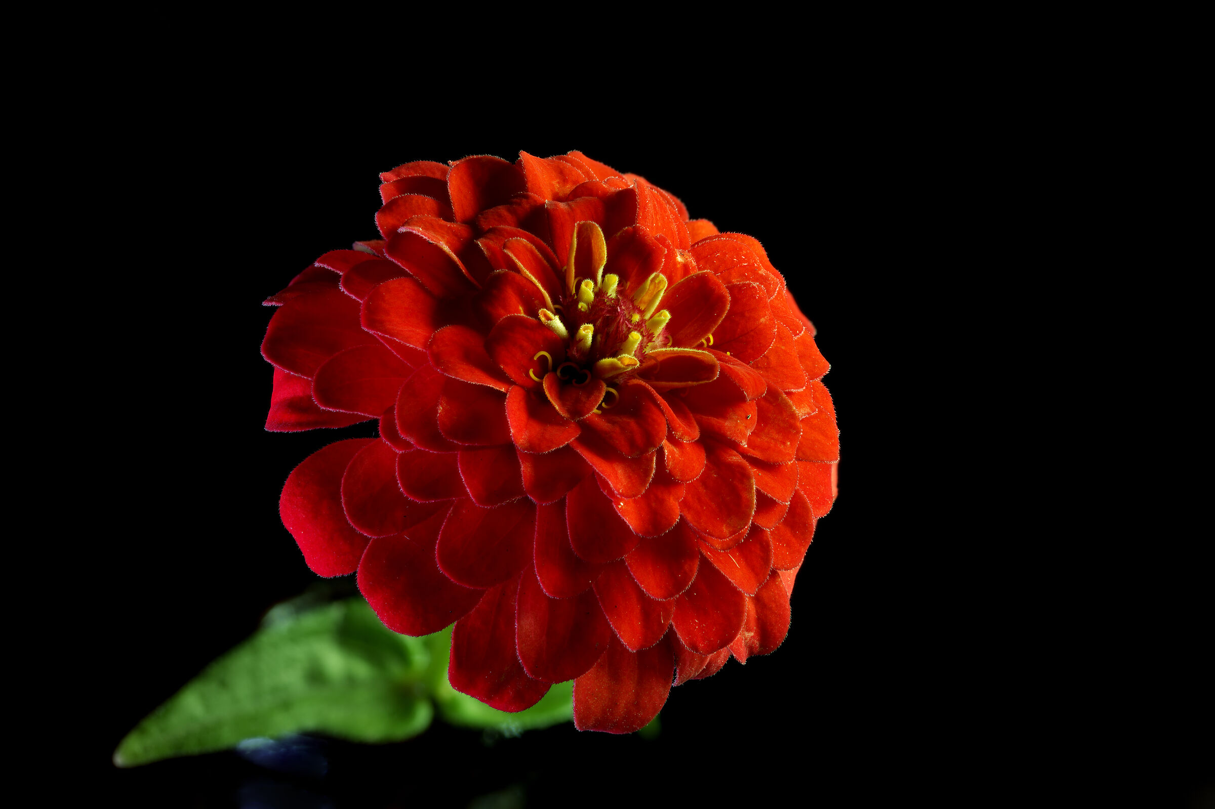 Zinnia elegante...