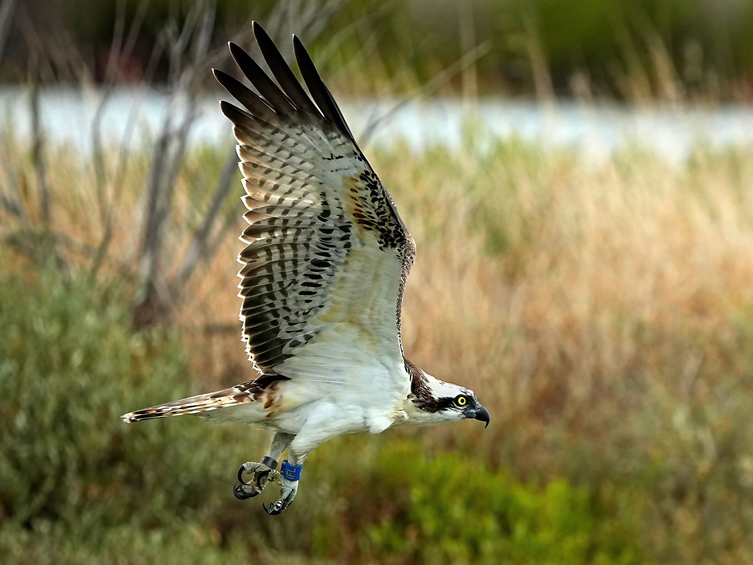 Osprey (Pandion haliaetus)