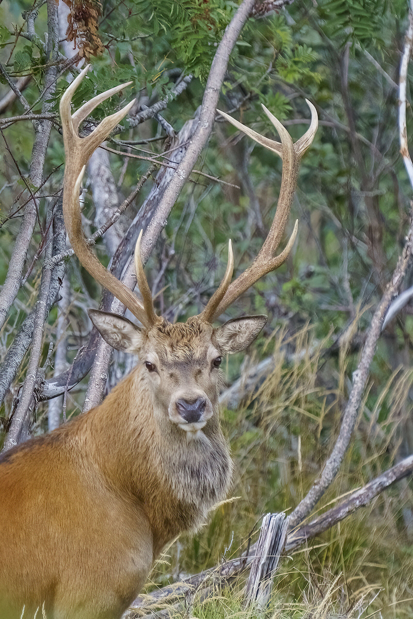 Deer posing