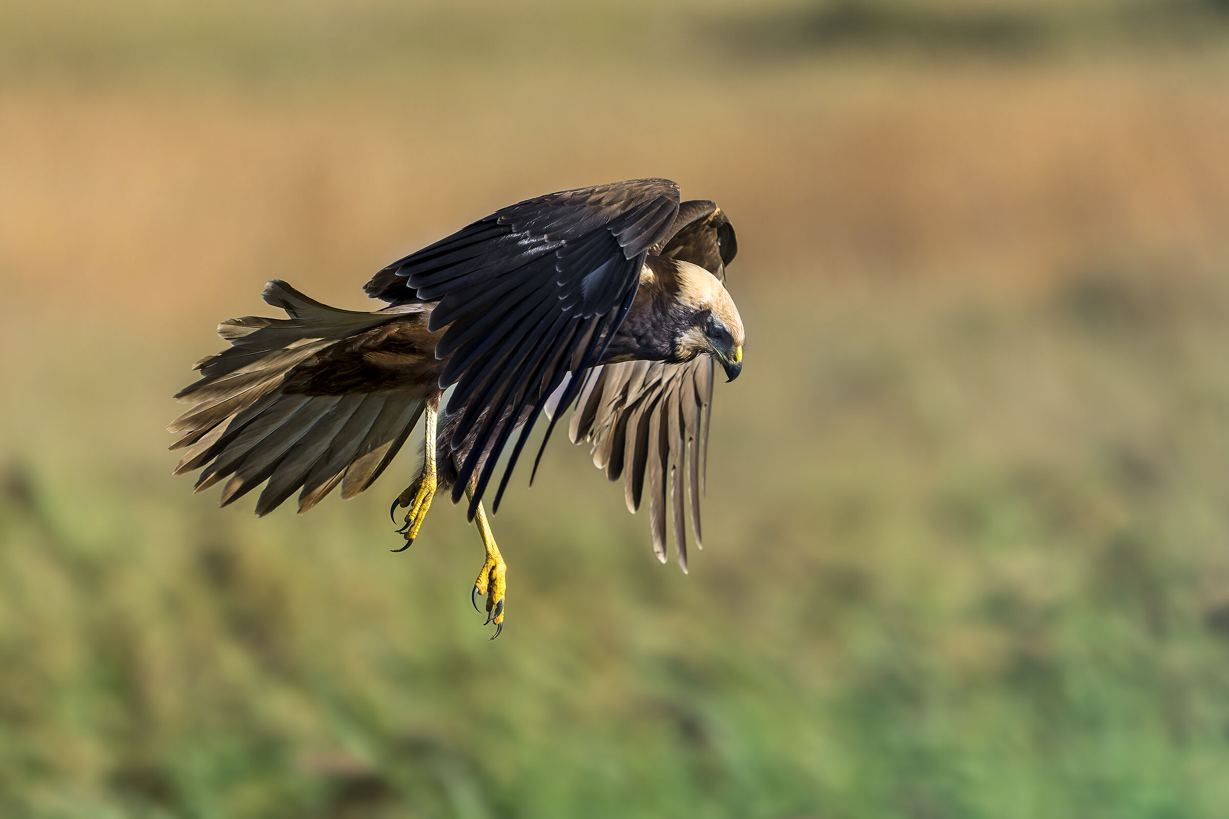 Marsh falcon in stationary flight