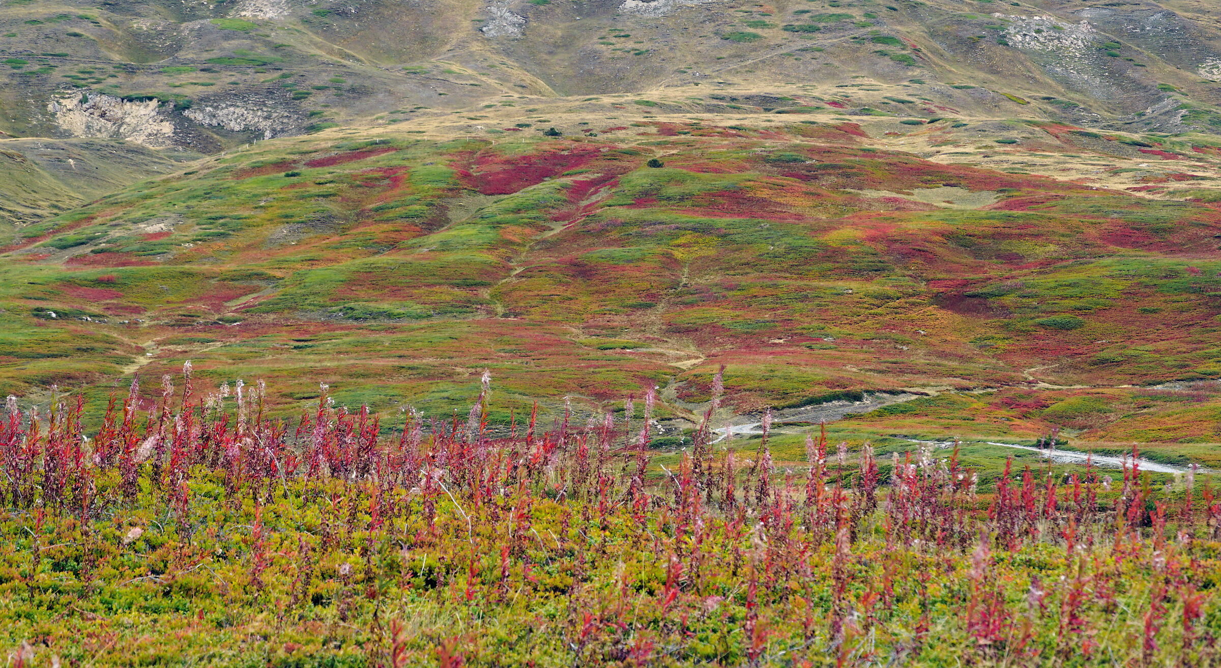 tavolozza del pittore