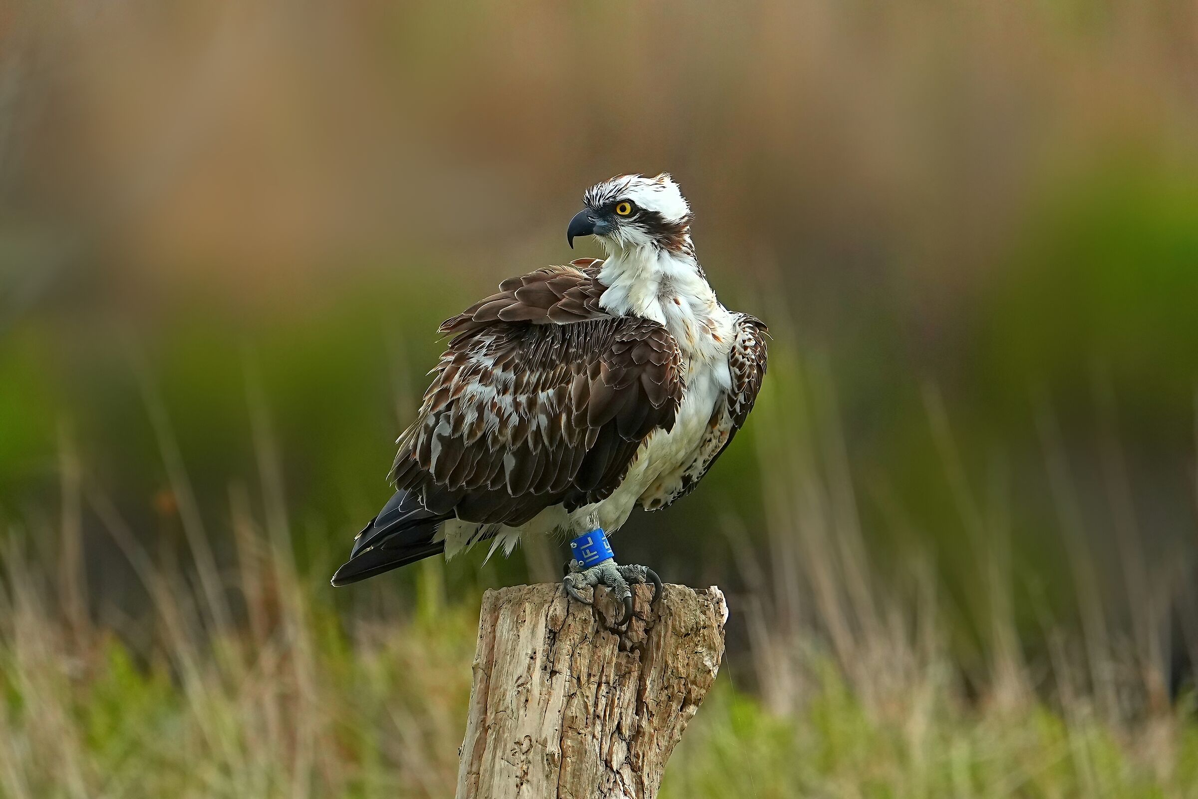 Falco pescatore (Pandion haliaetus)