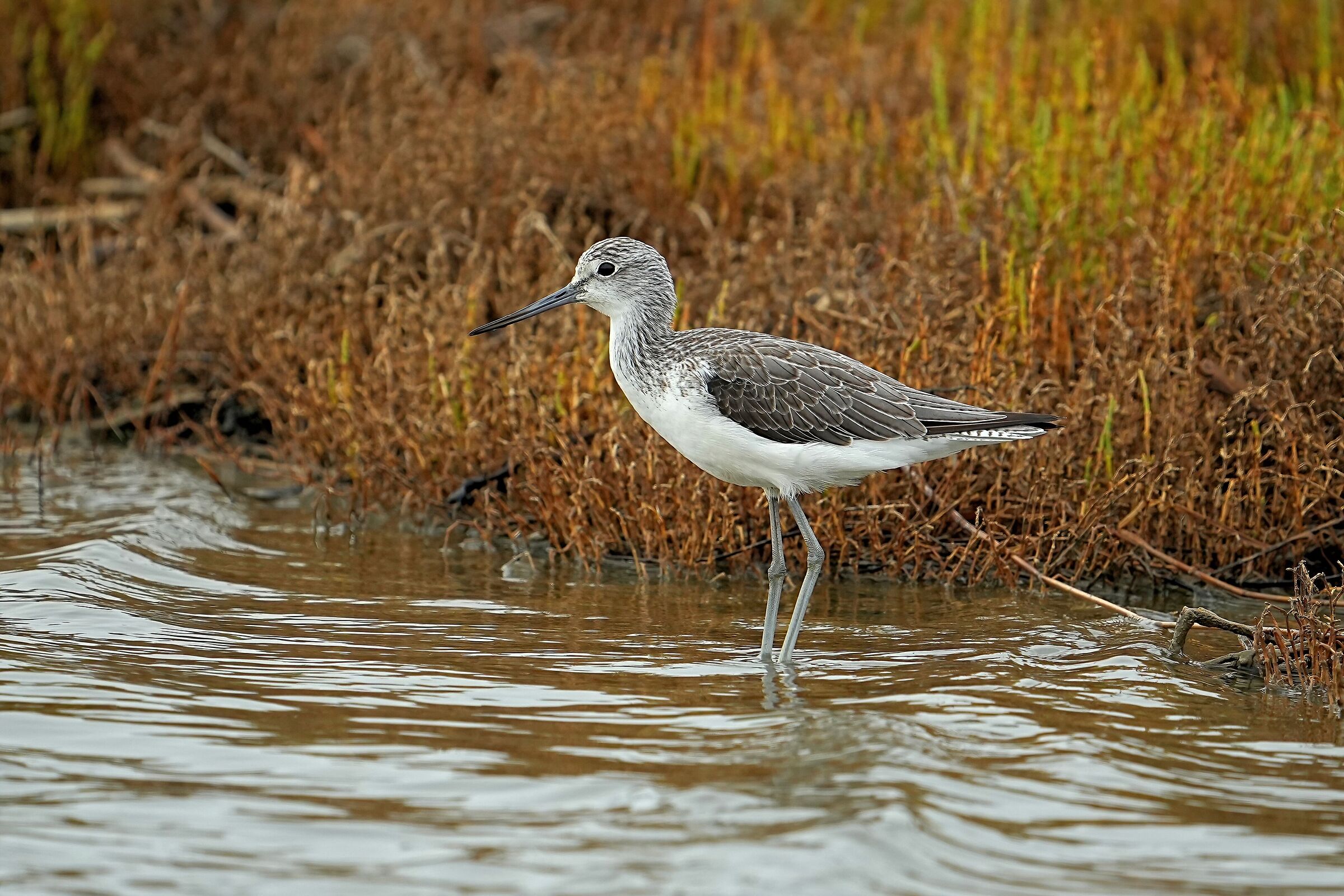 Pantana (Tringa nebularia)