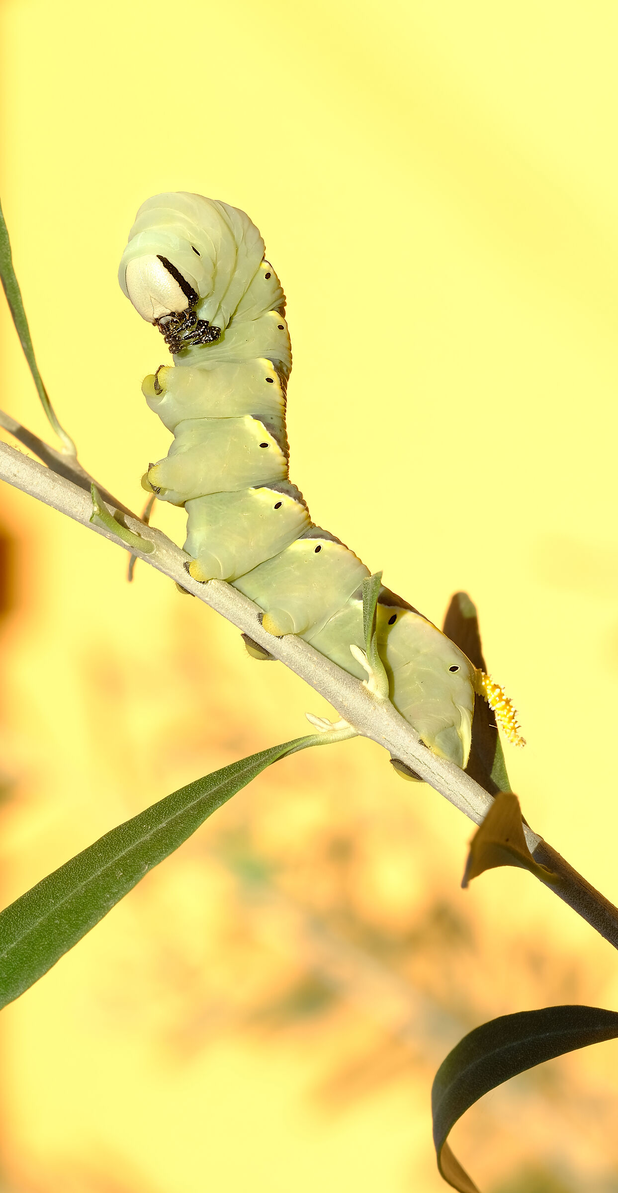 Acherontia atropos 2